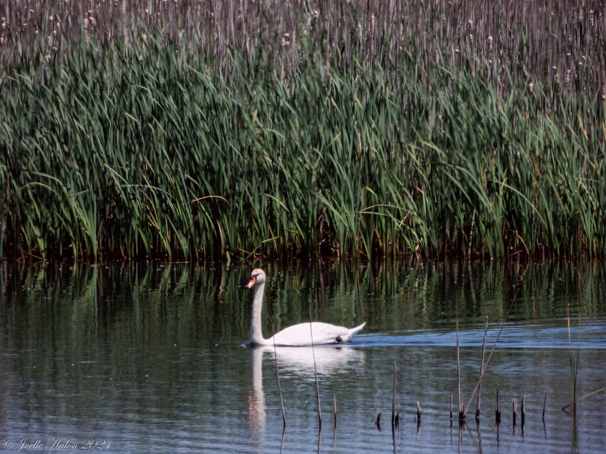 A mute swan swimming past foliage