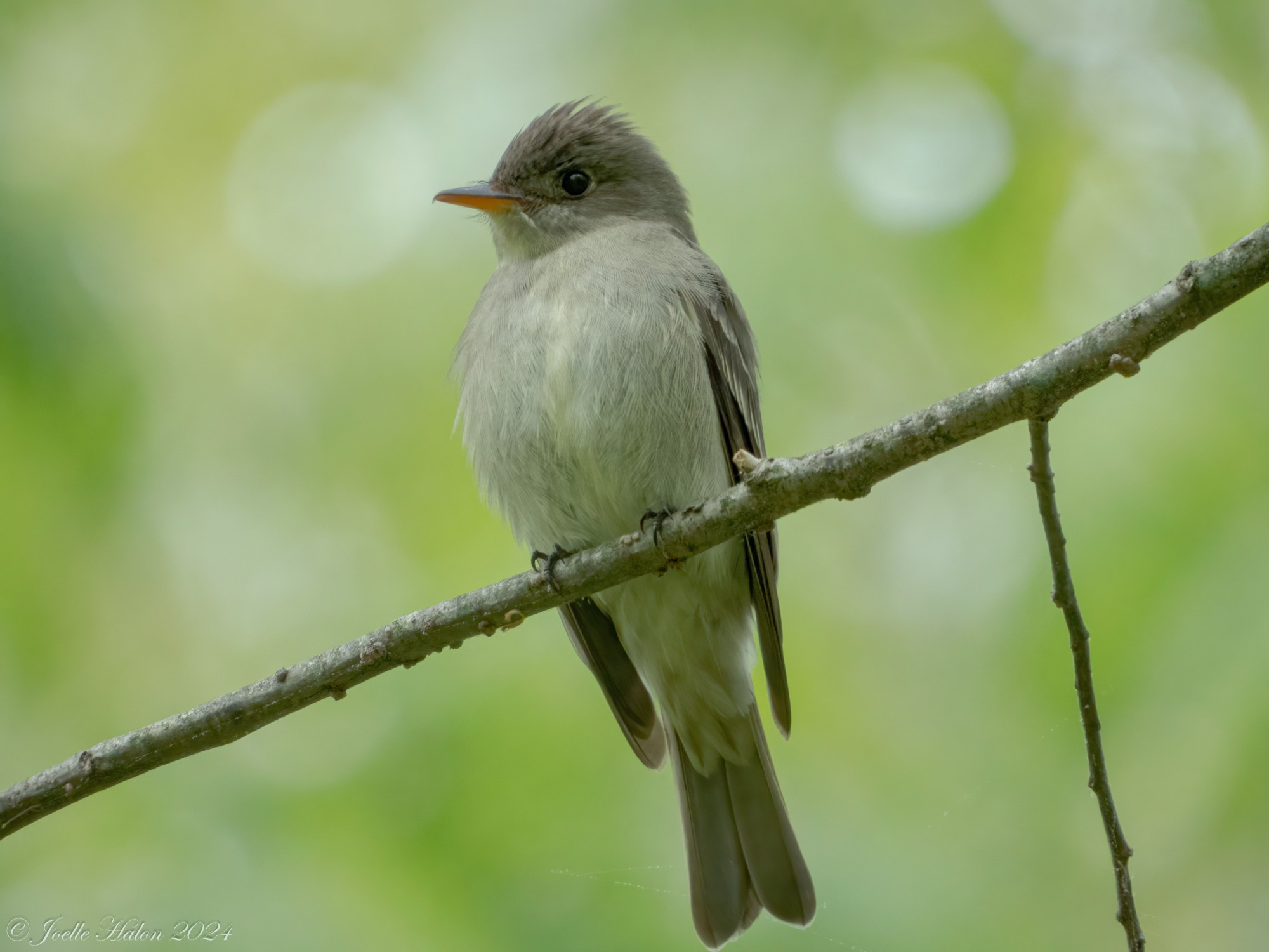 Eastern Wood Pewee sitting on a branch.