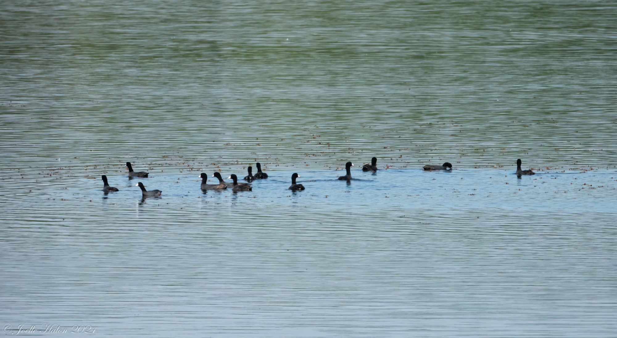 A group of American coots swimming