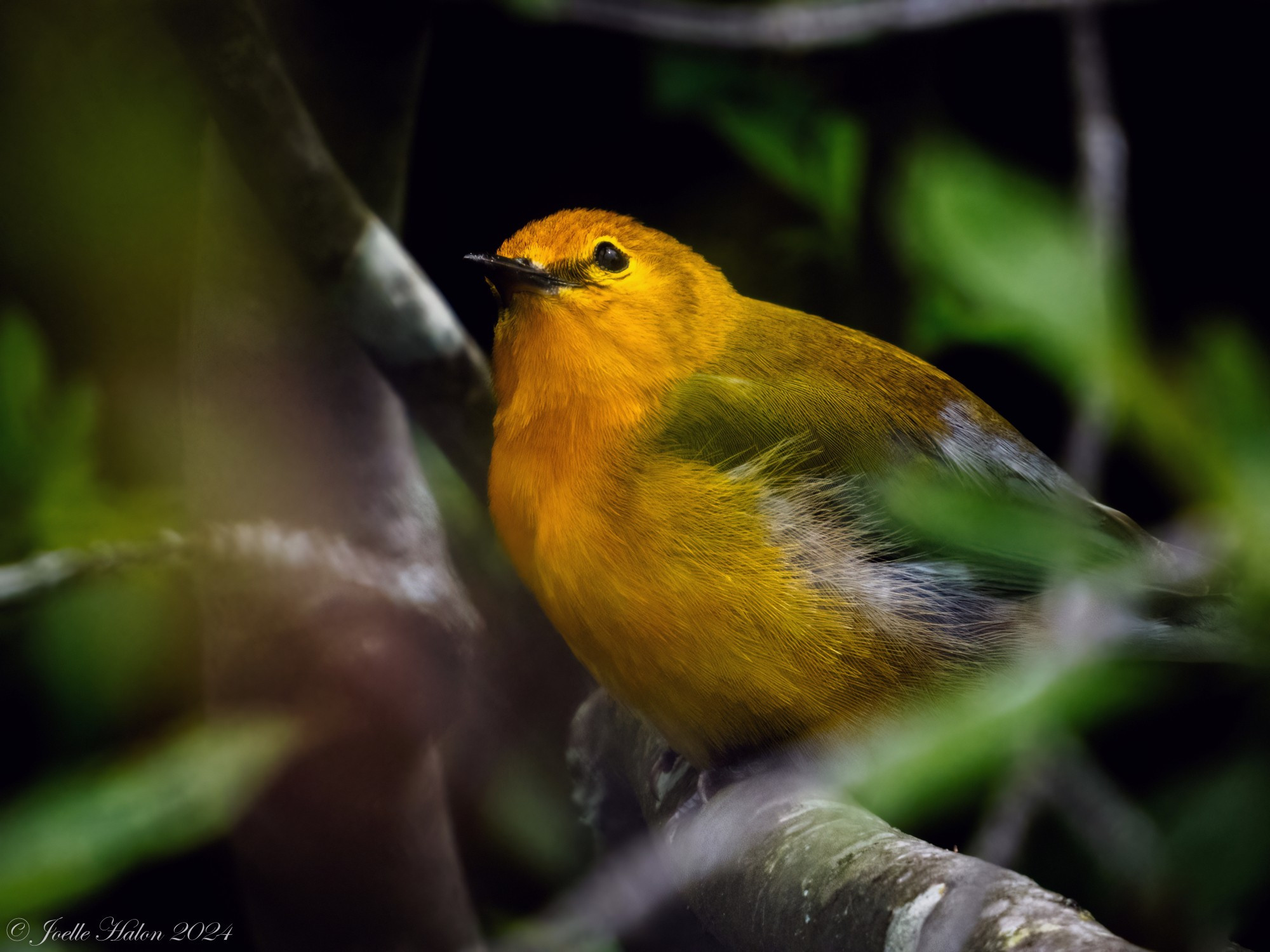 Prothonotary warbler looking up, sitting on a branch.