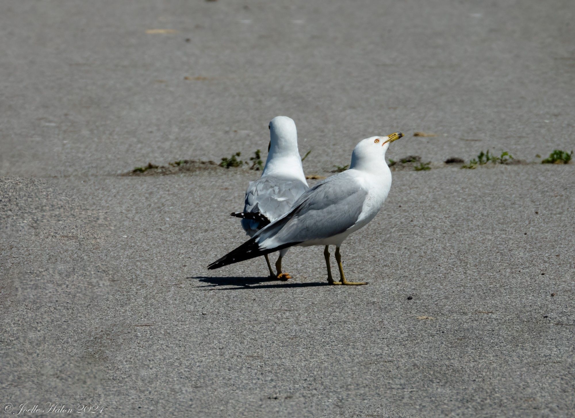 Ring-billed gulls on a sidewalk