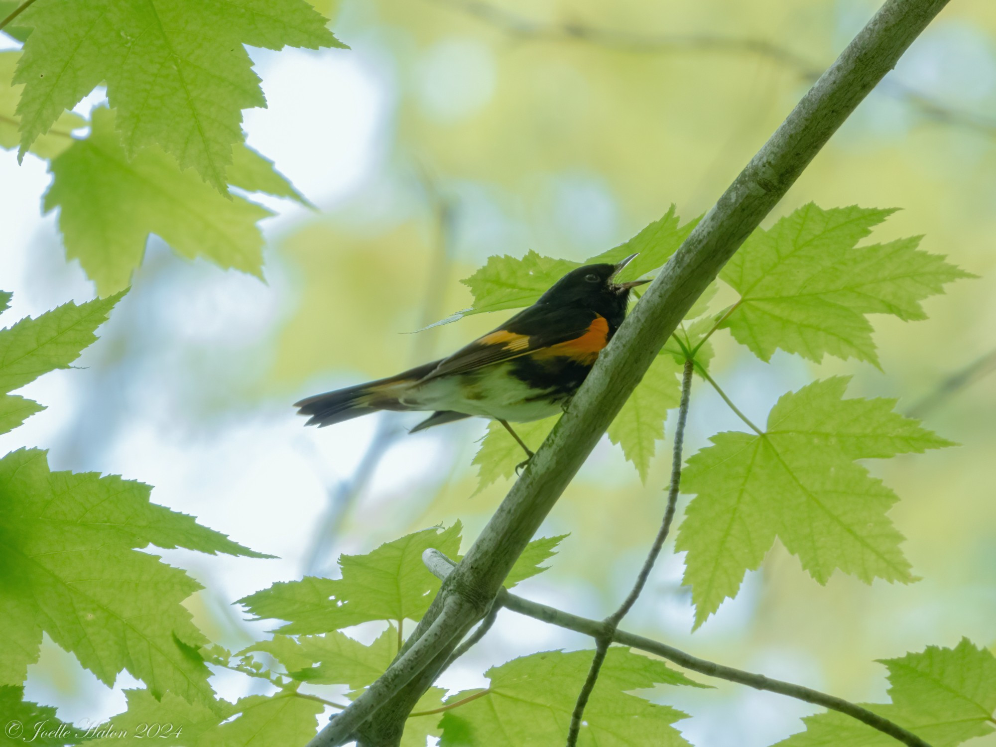 Singing male American redstart standing on a branch, surrounded by green leaves