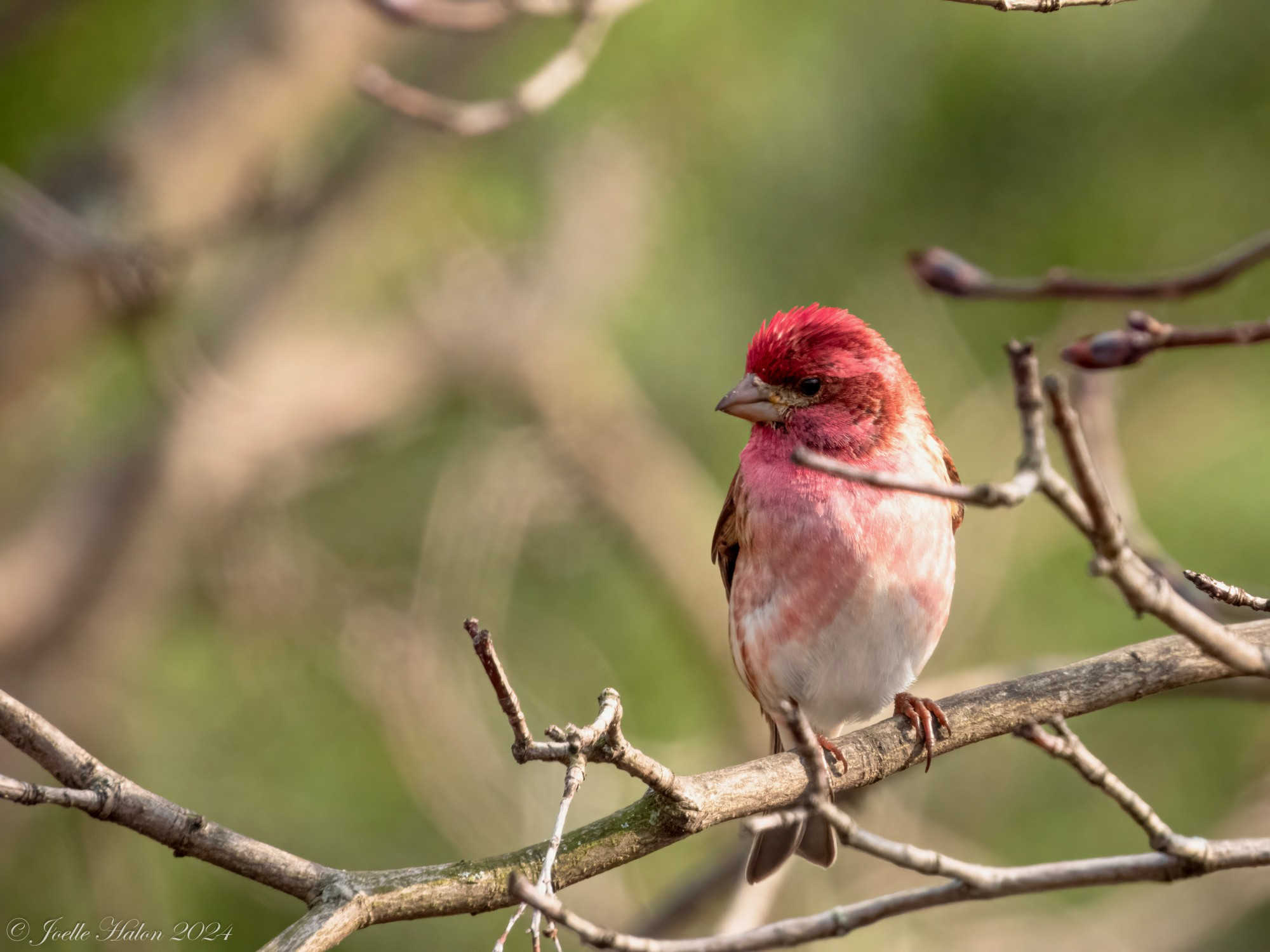 Purple finch in a tree