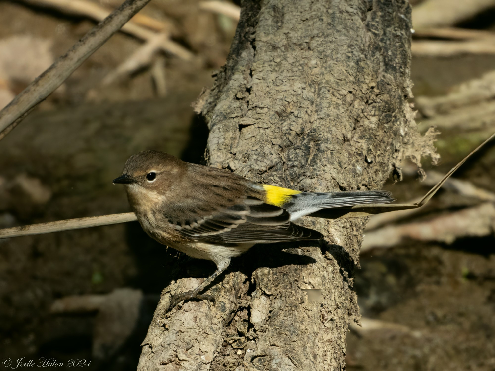 Close-up of a yellow-rumped warbler in fall plumage. The bird is sitting on a log.