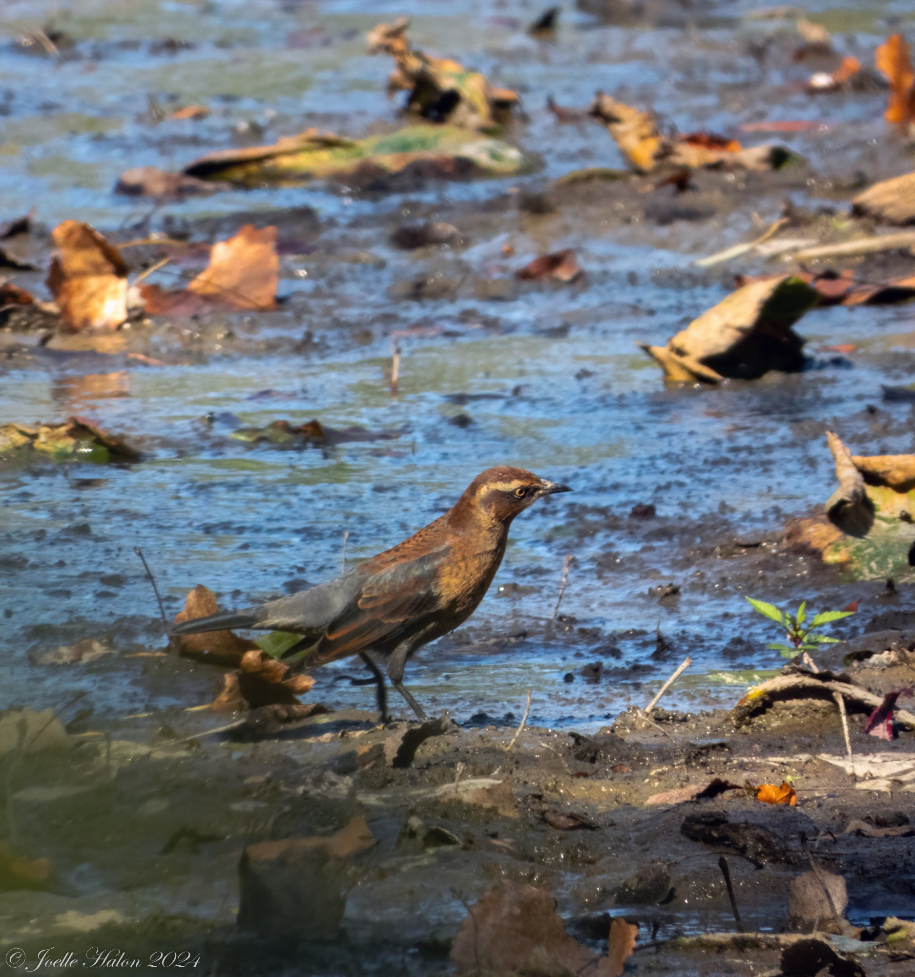 Rusty blackbird standing in a mudflap, surrounded by leaves