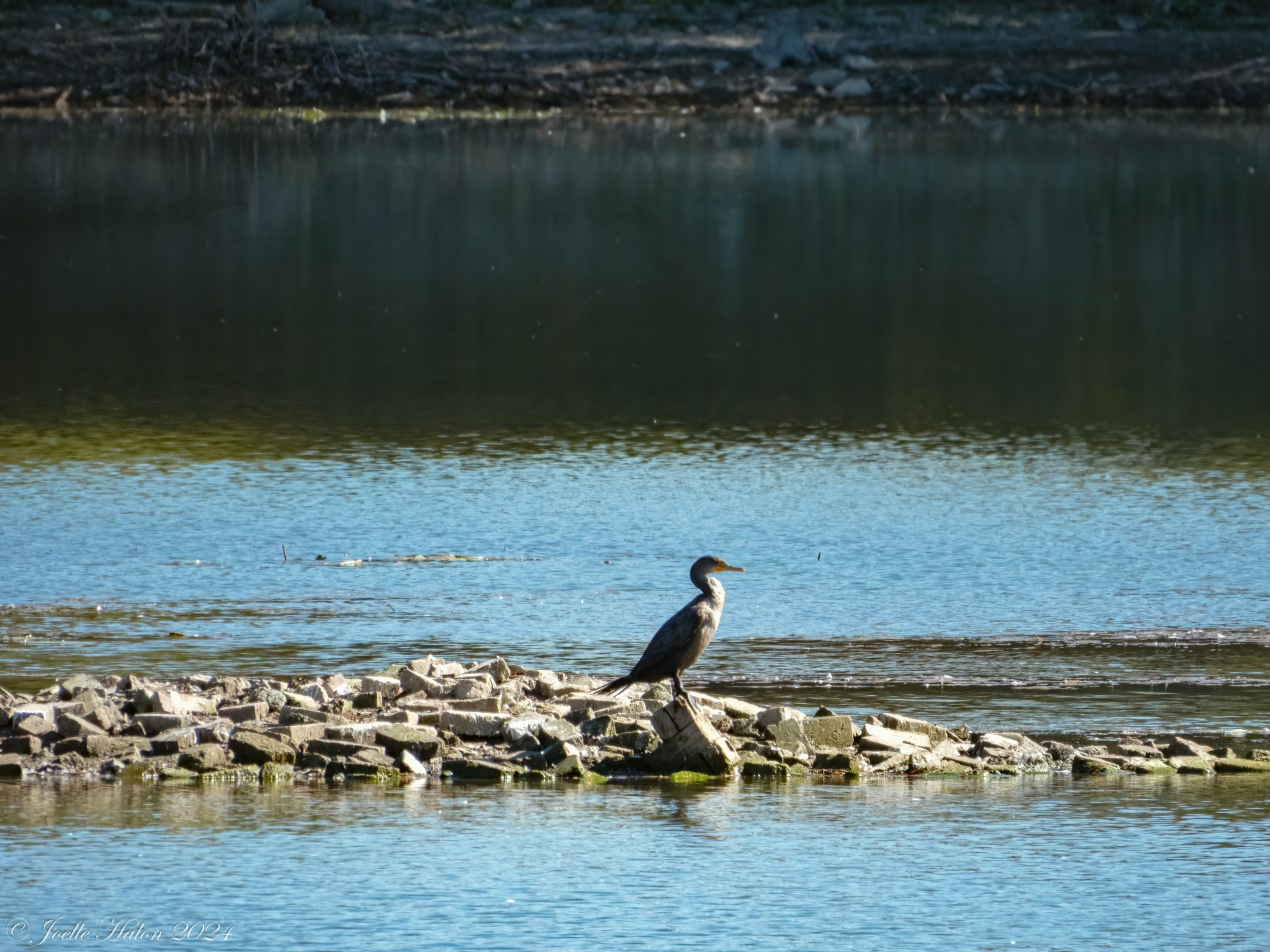 Distance shot of a double-crested cormorant in a pile of rocks, surrounded by water