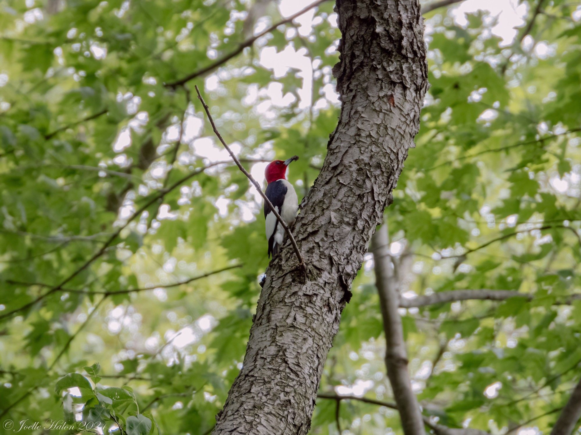 Red-headed woodpecker in a tree