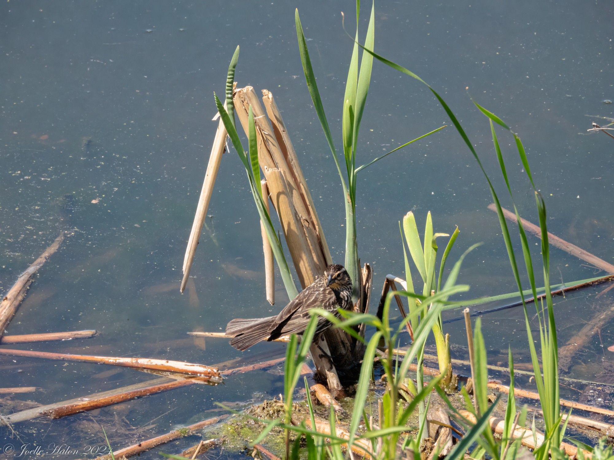 A female red-winged blackbird in the reeds