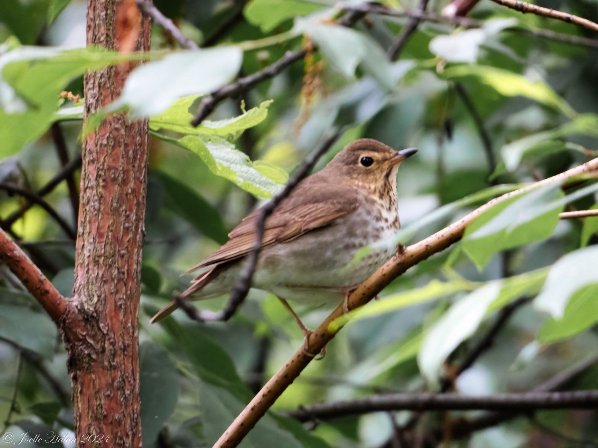 A Swainson's thrush sitting in a tree