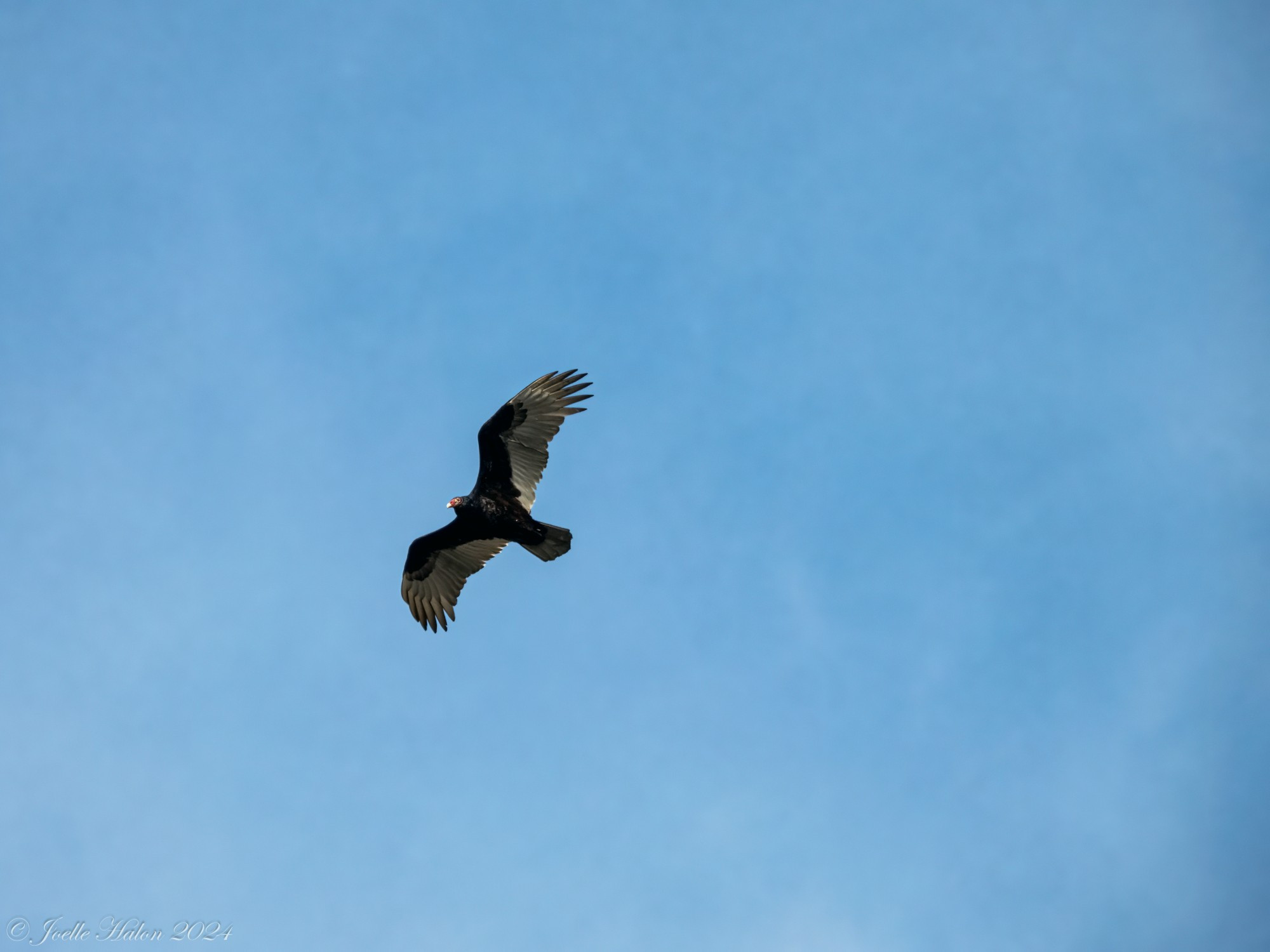 Turkey vulture flying