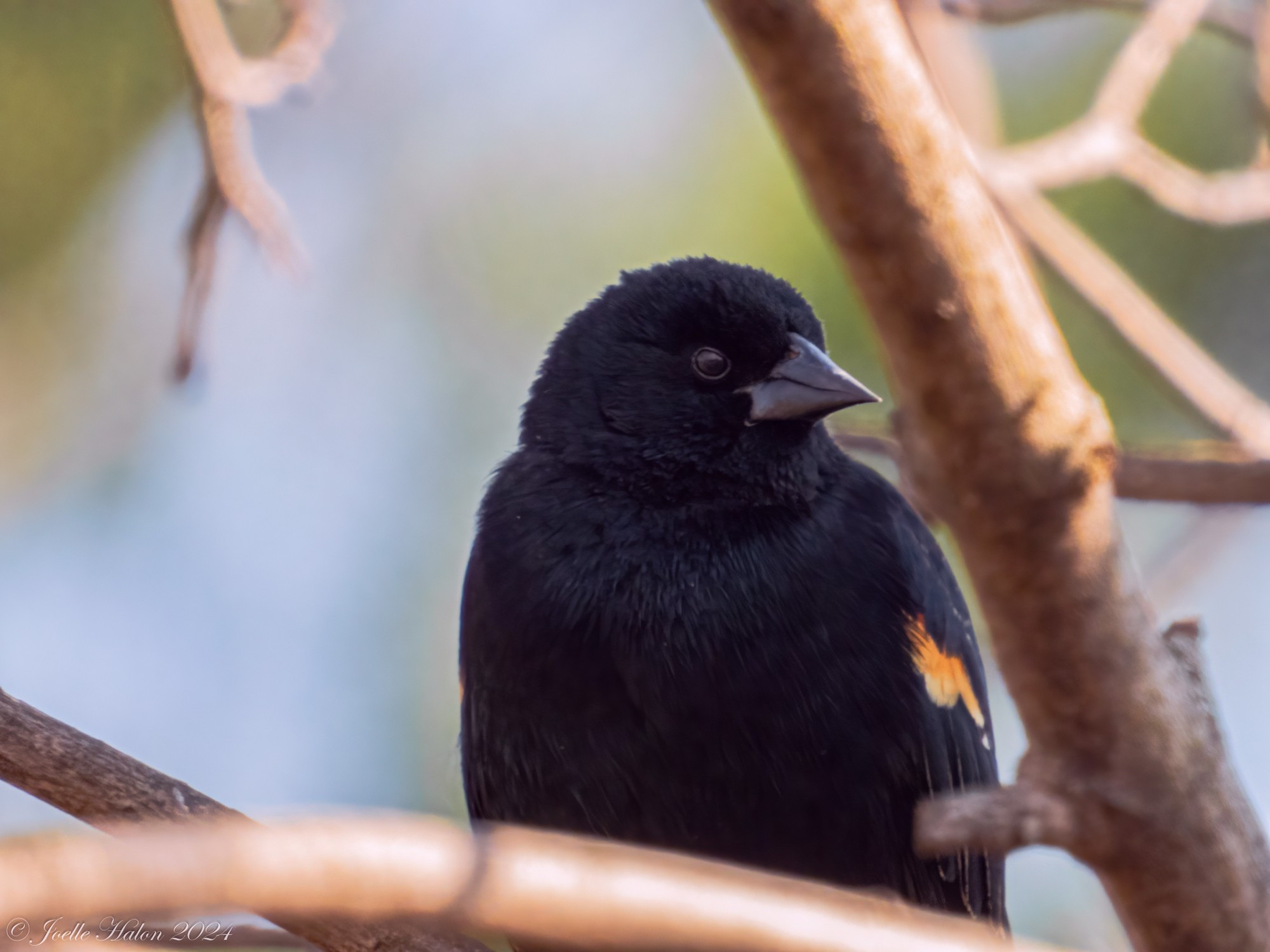 Red-winged blackbird hanging out in a tree