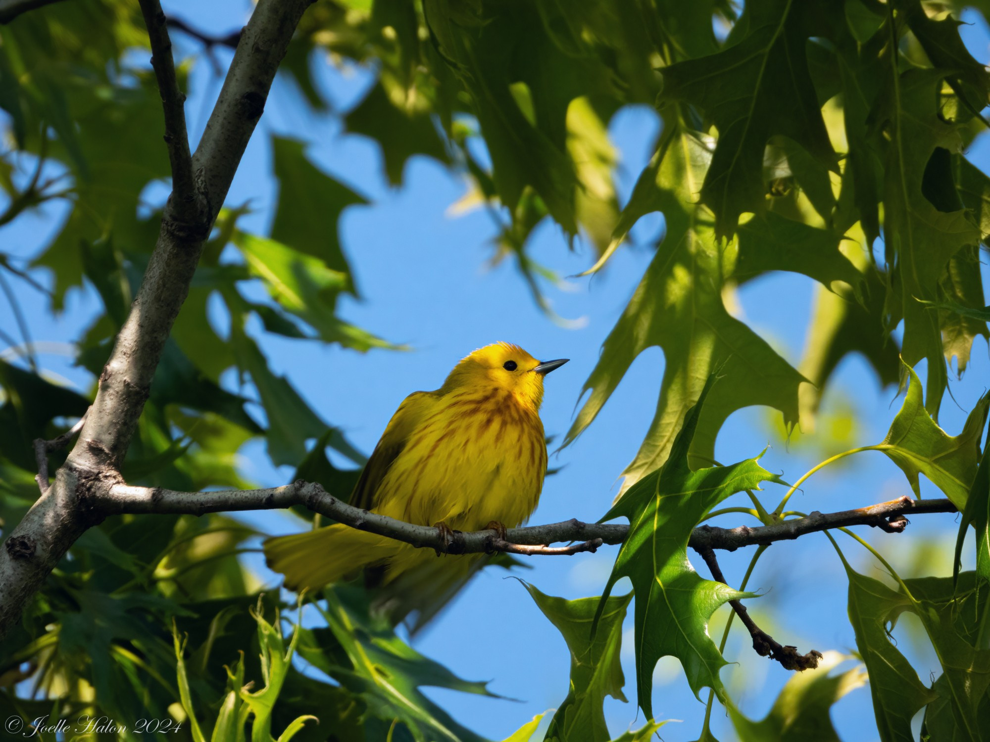 Male yellow warbler sitting on a branch surrounded by green leaves