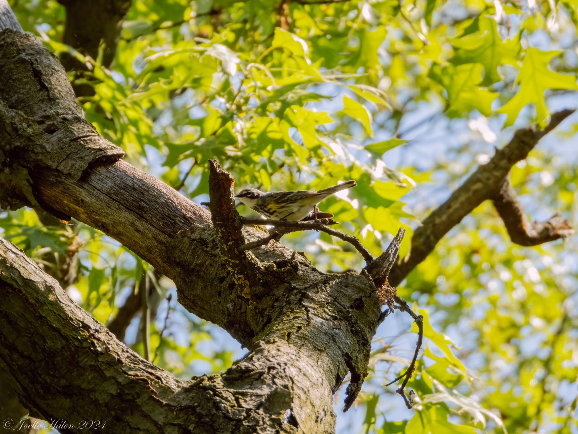 Yellow-rumped warbler sitting in a tree