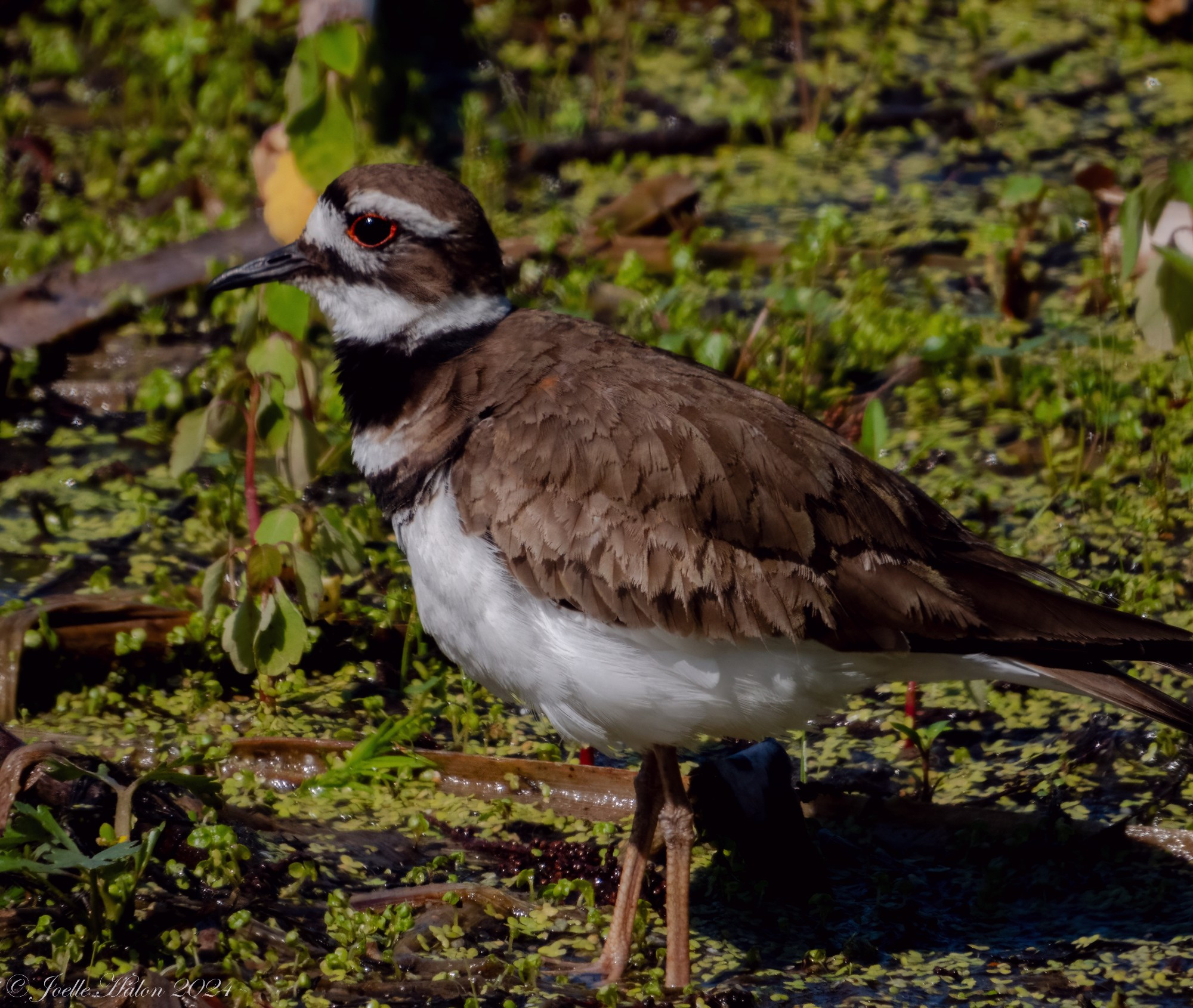 Killdeer on the ground