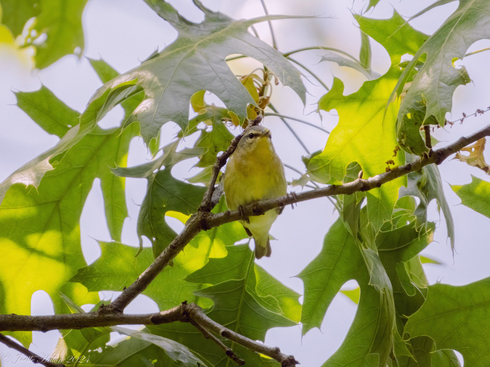 Philadelphia vireo sitting on a tree branch surrounded by green leaves.