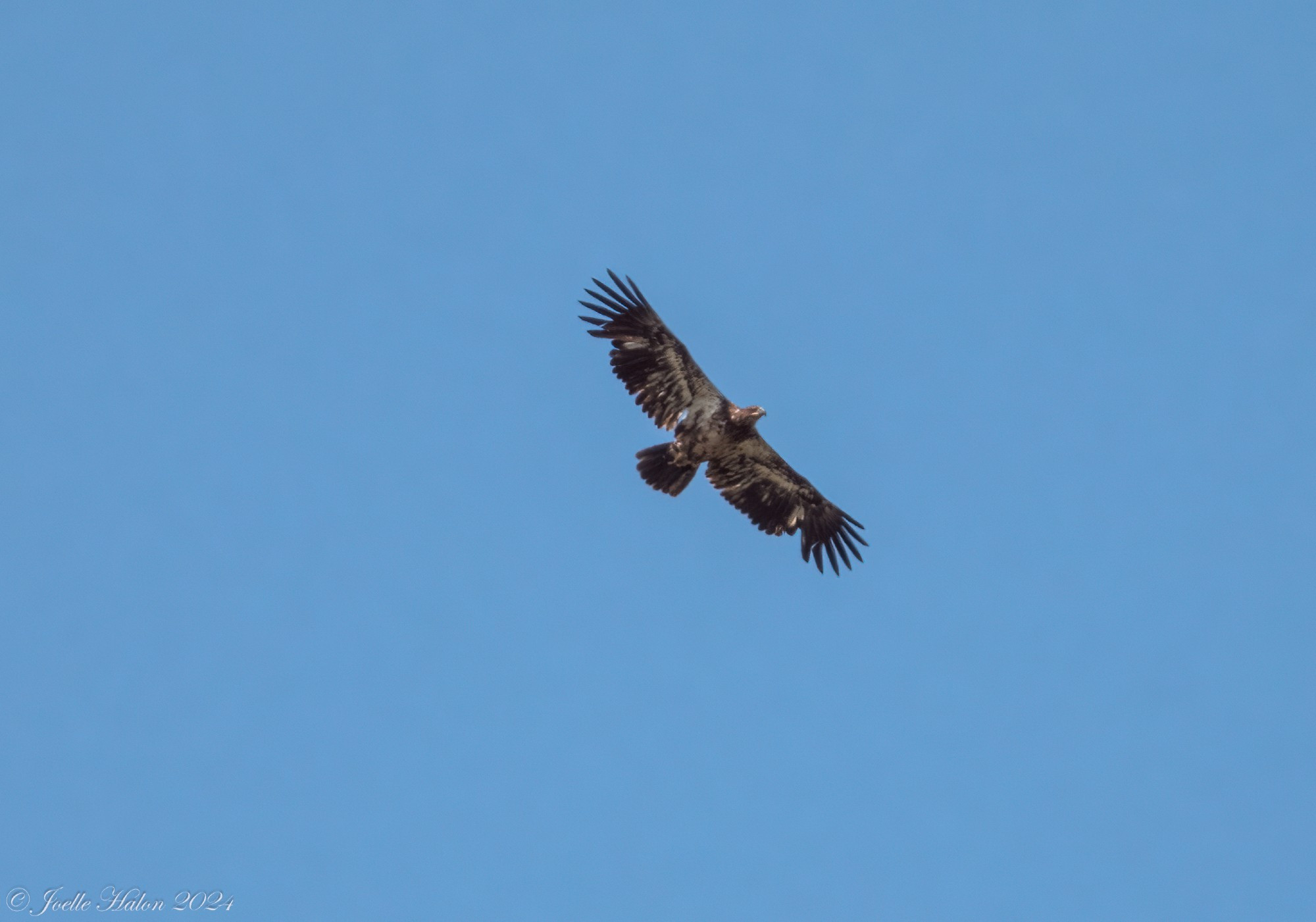 bald eagle flying