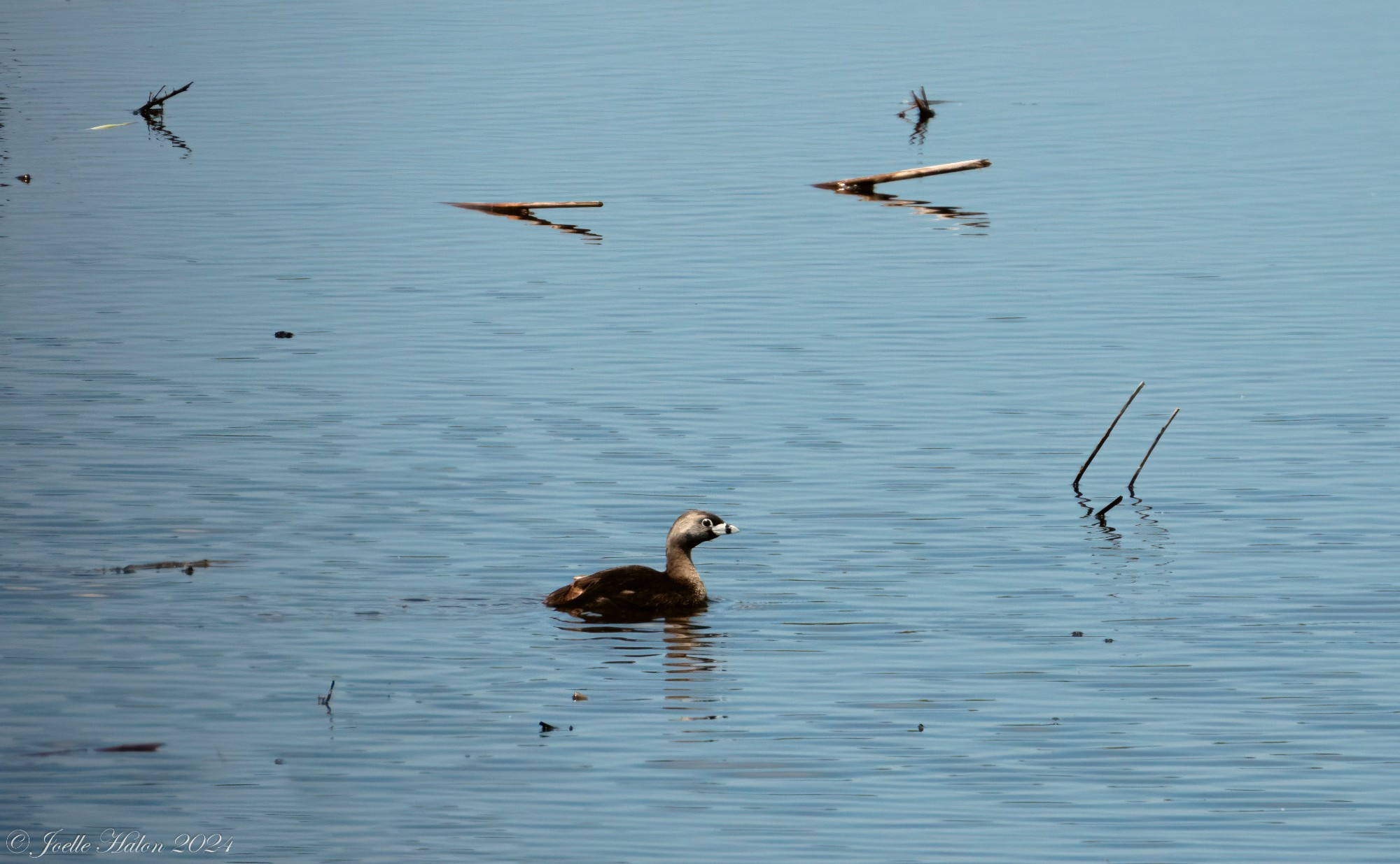 A pied-billed grebe swimming