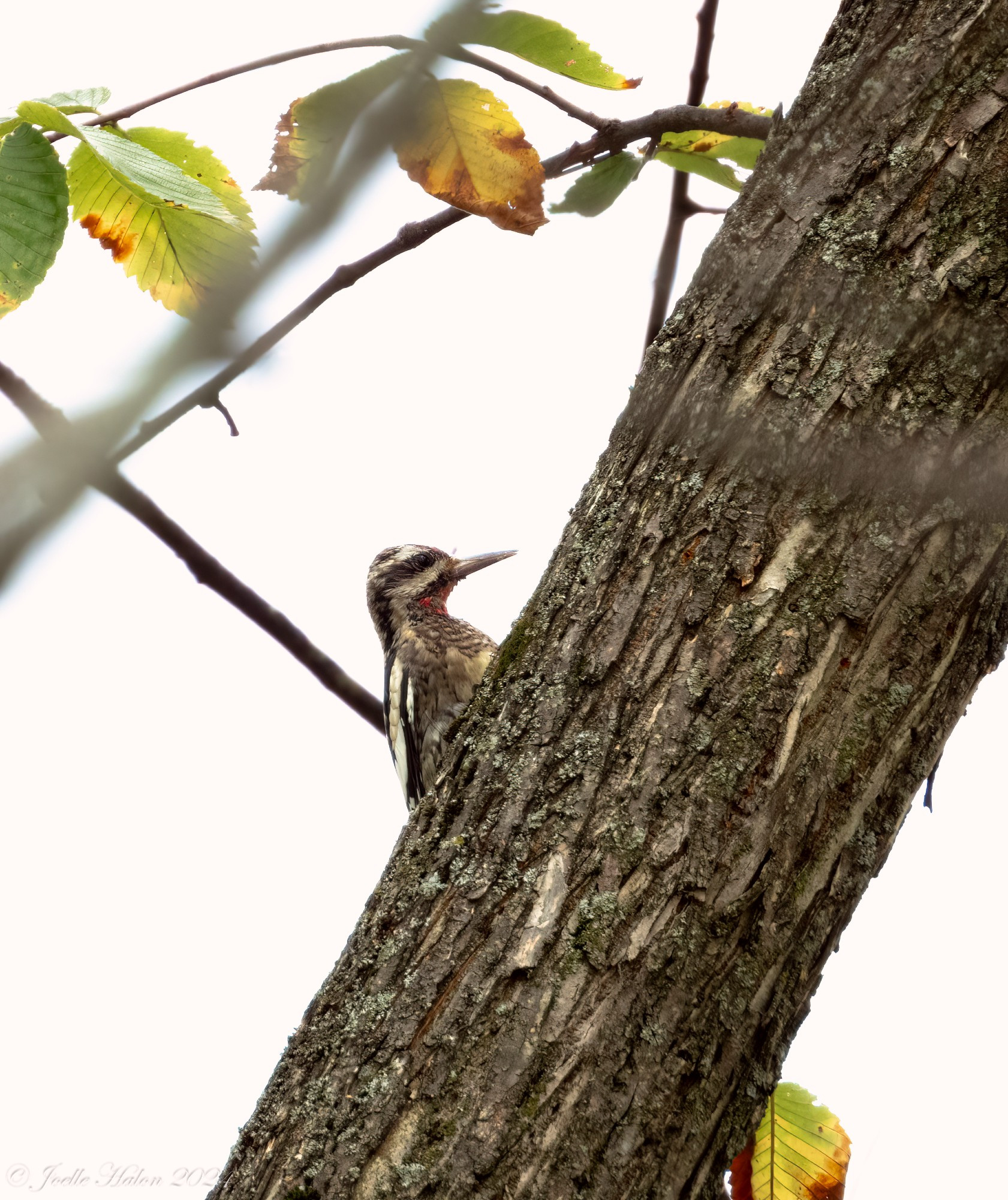 Yellow-bellied sapsucker in a tree.