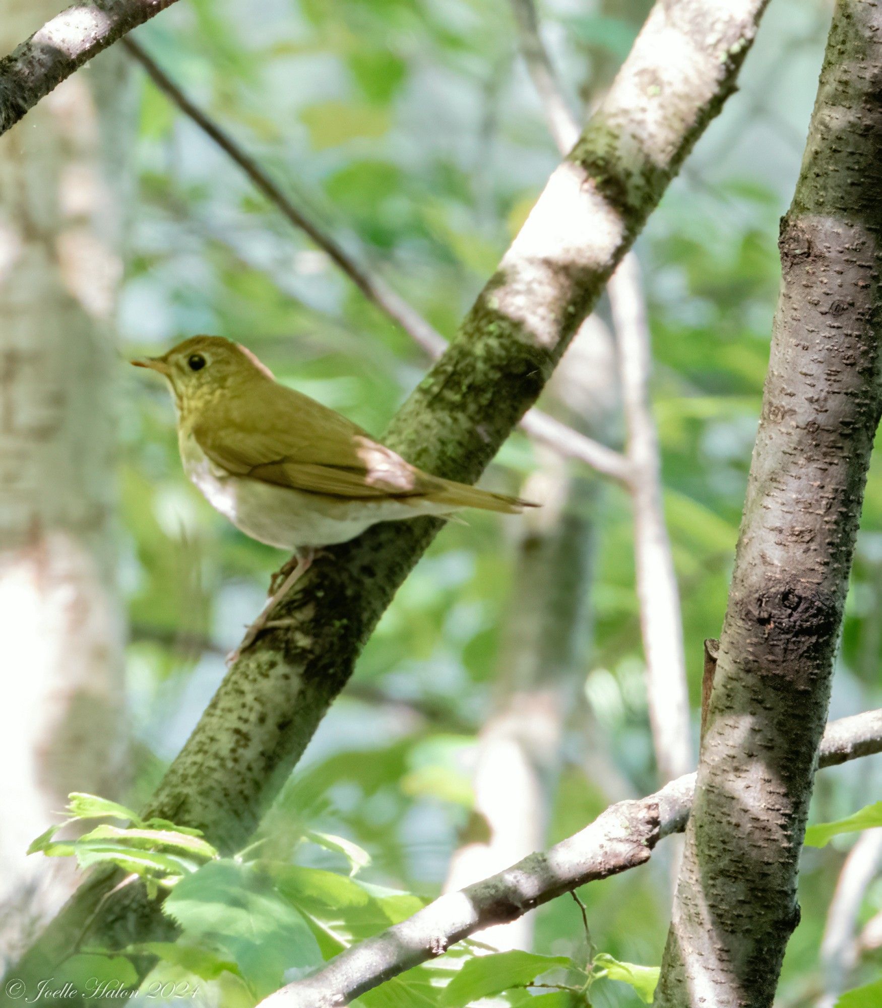 A veery sitting on a branch