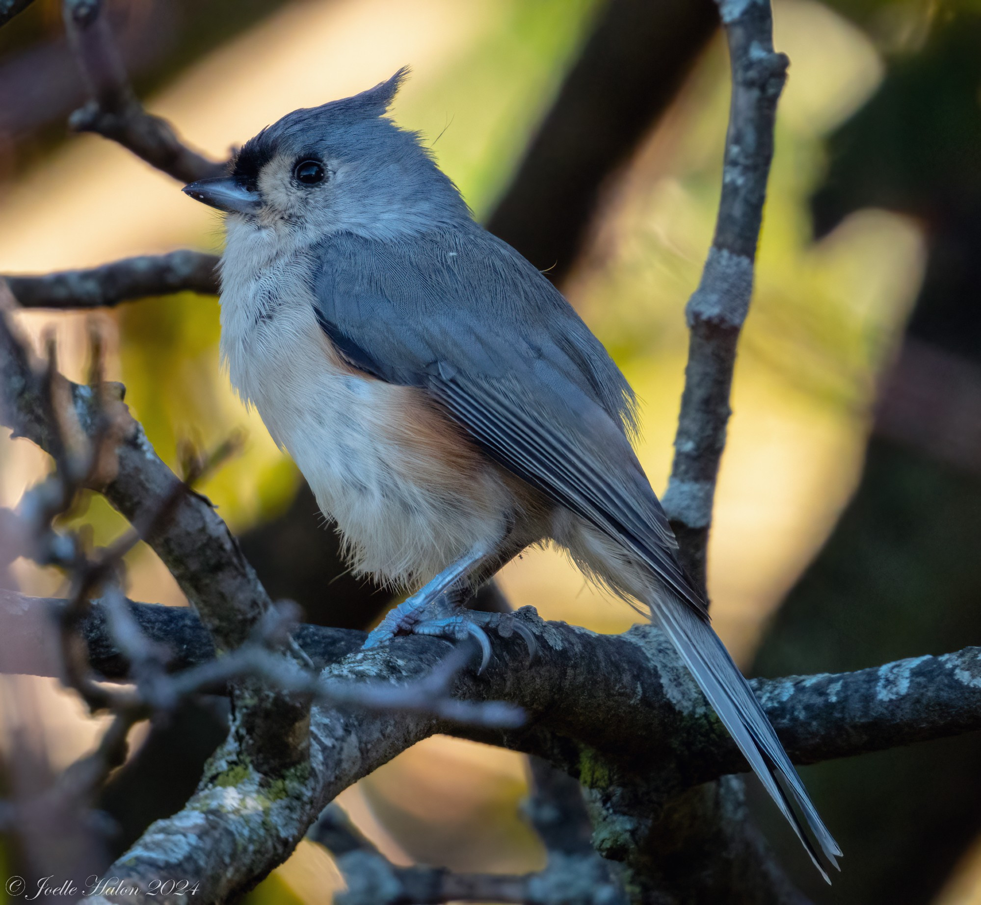 Close-up of a tufted titmouse