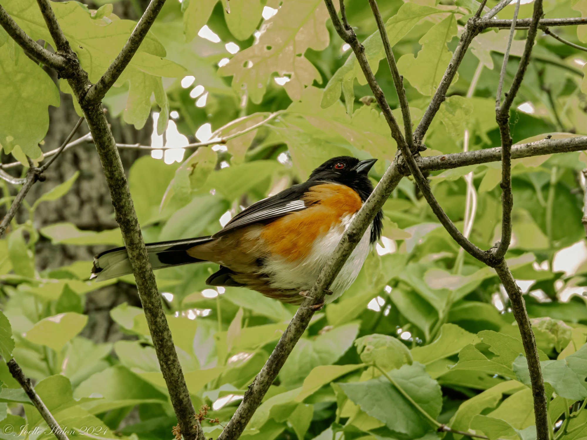 Eastern towhee sitting in a tree, surrounded by leaves