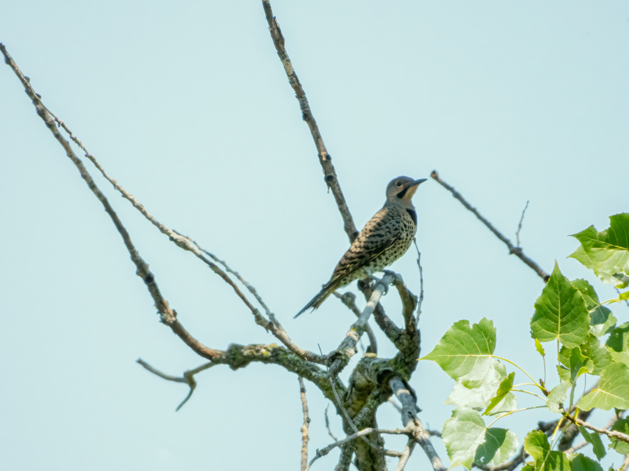 Northern Flicker in a tree, facing toward a clump of leaves. 