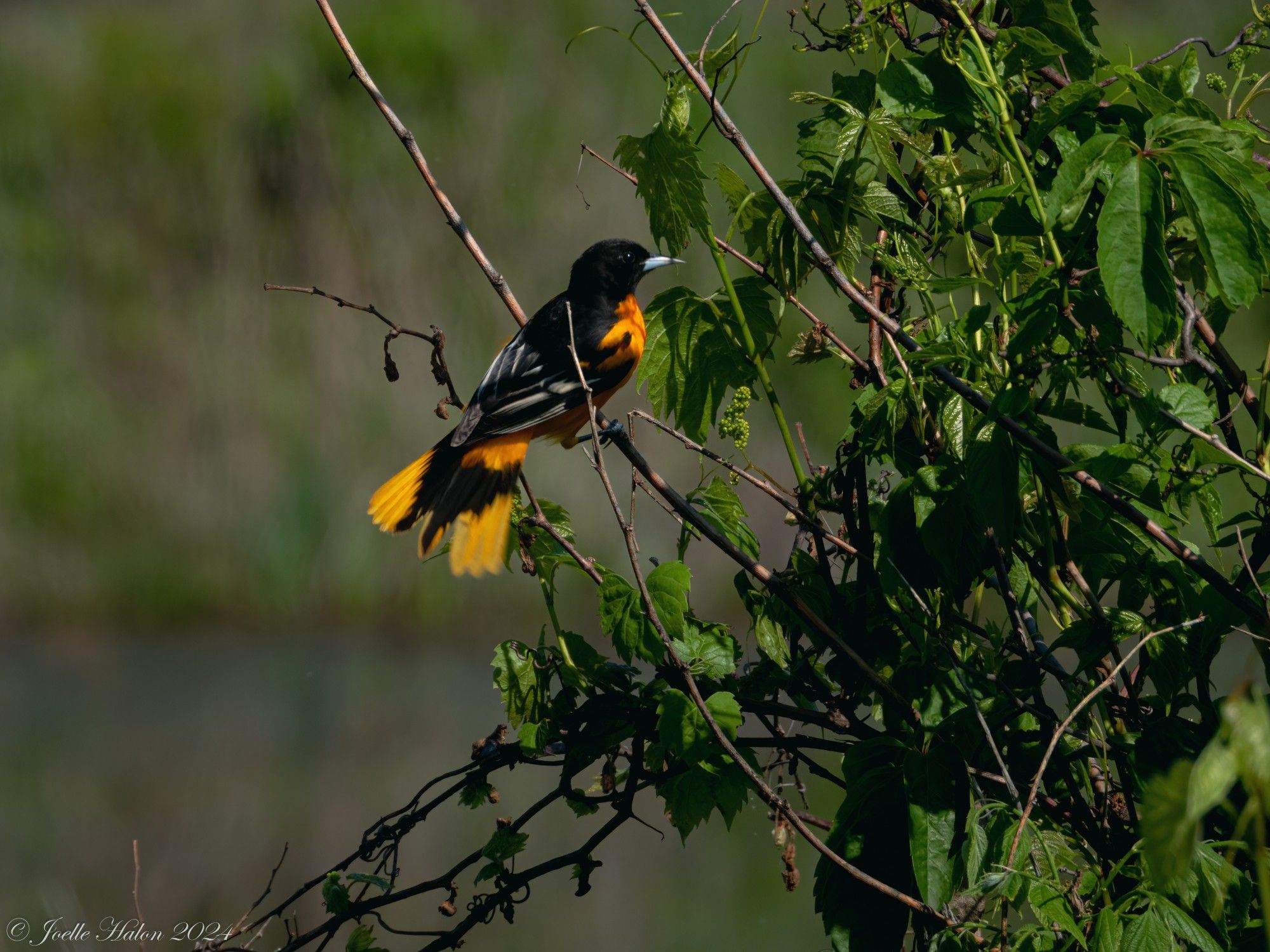 Baltimore oriole, tail fanned, in a bush