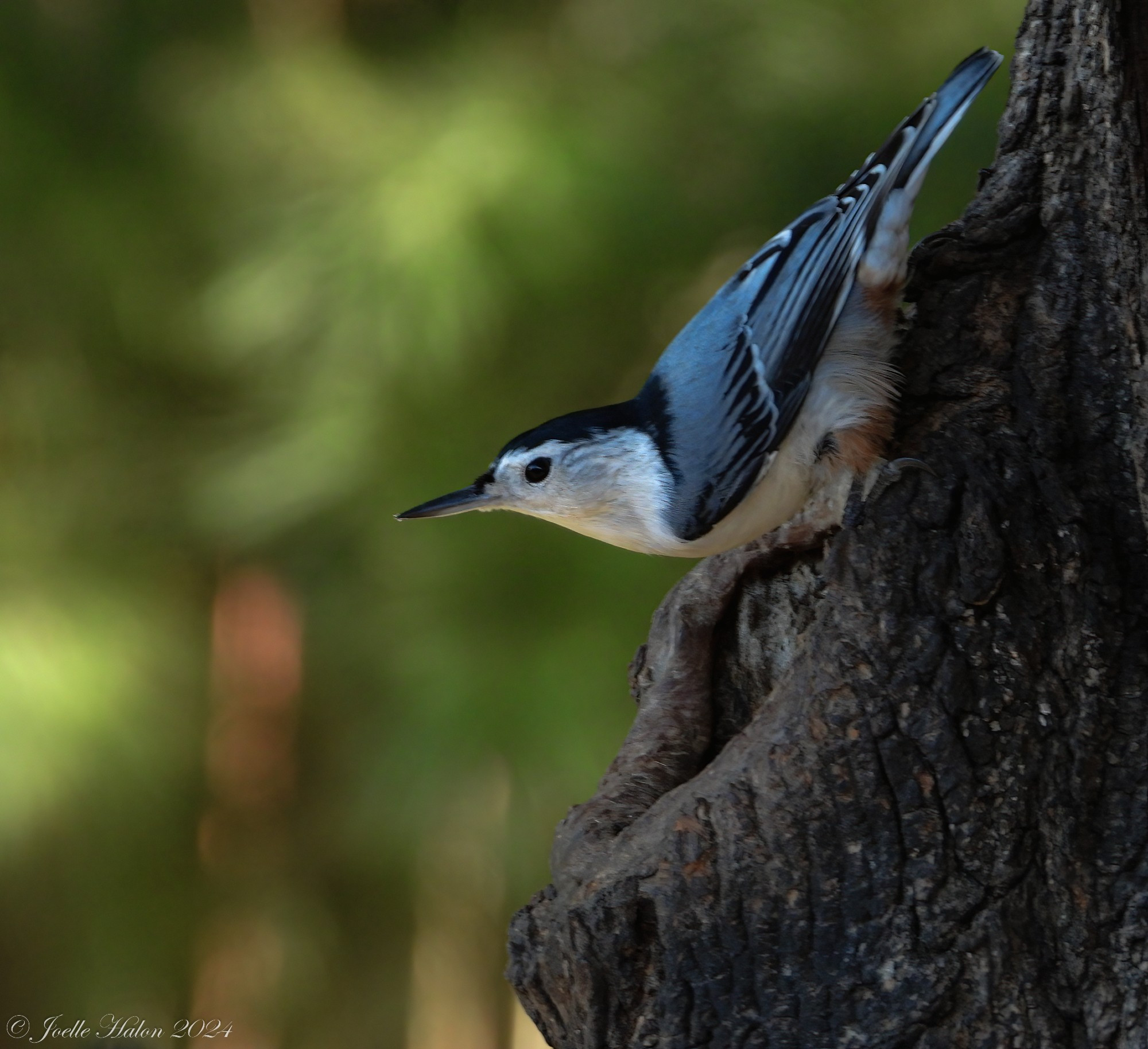 Close-up of a white-breasted nuthatch