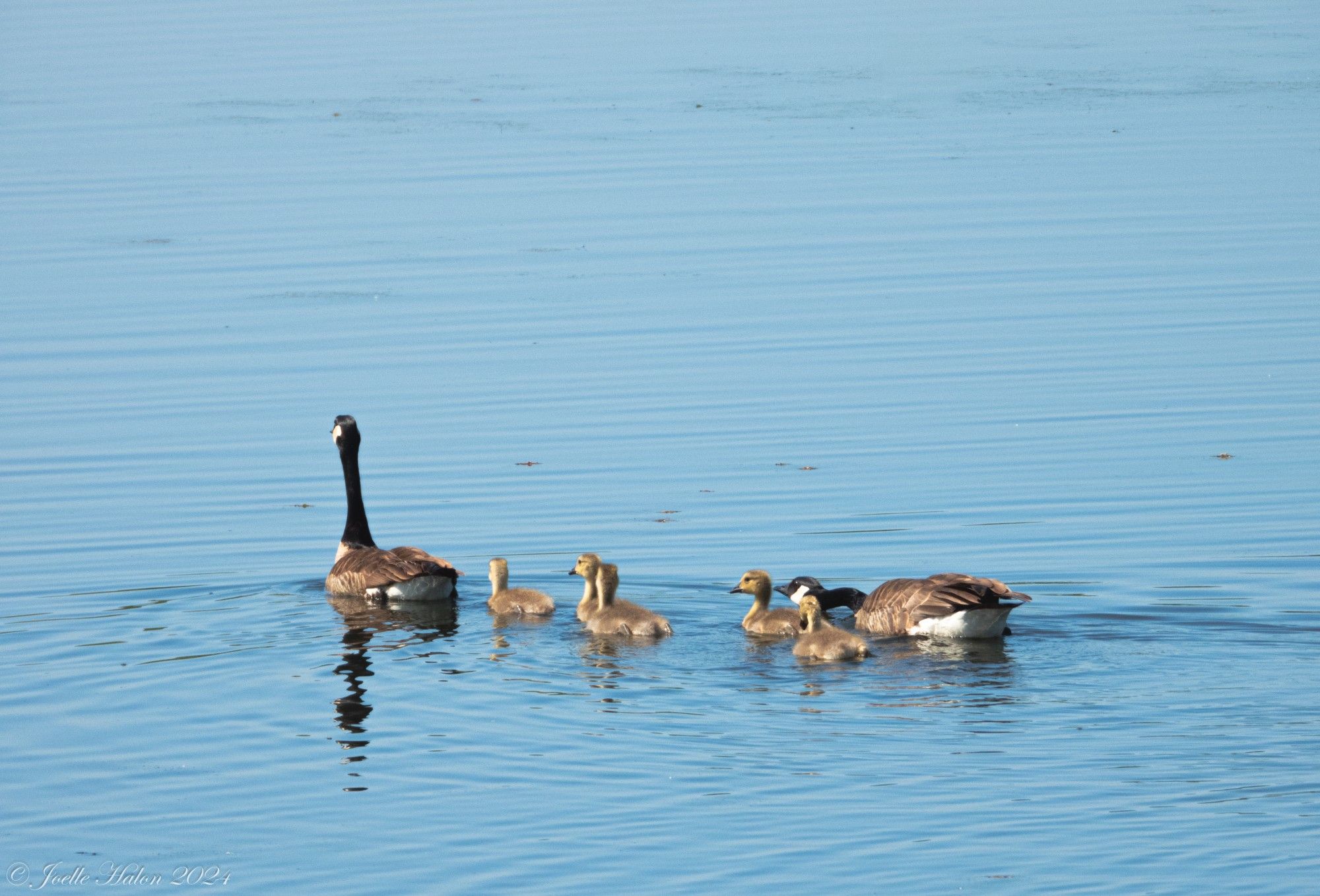 A family of Canada geese swimming