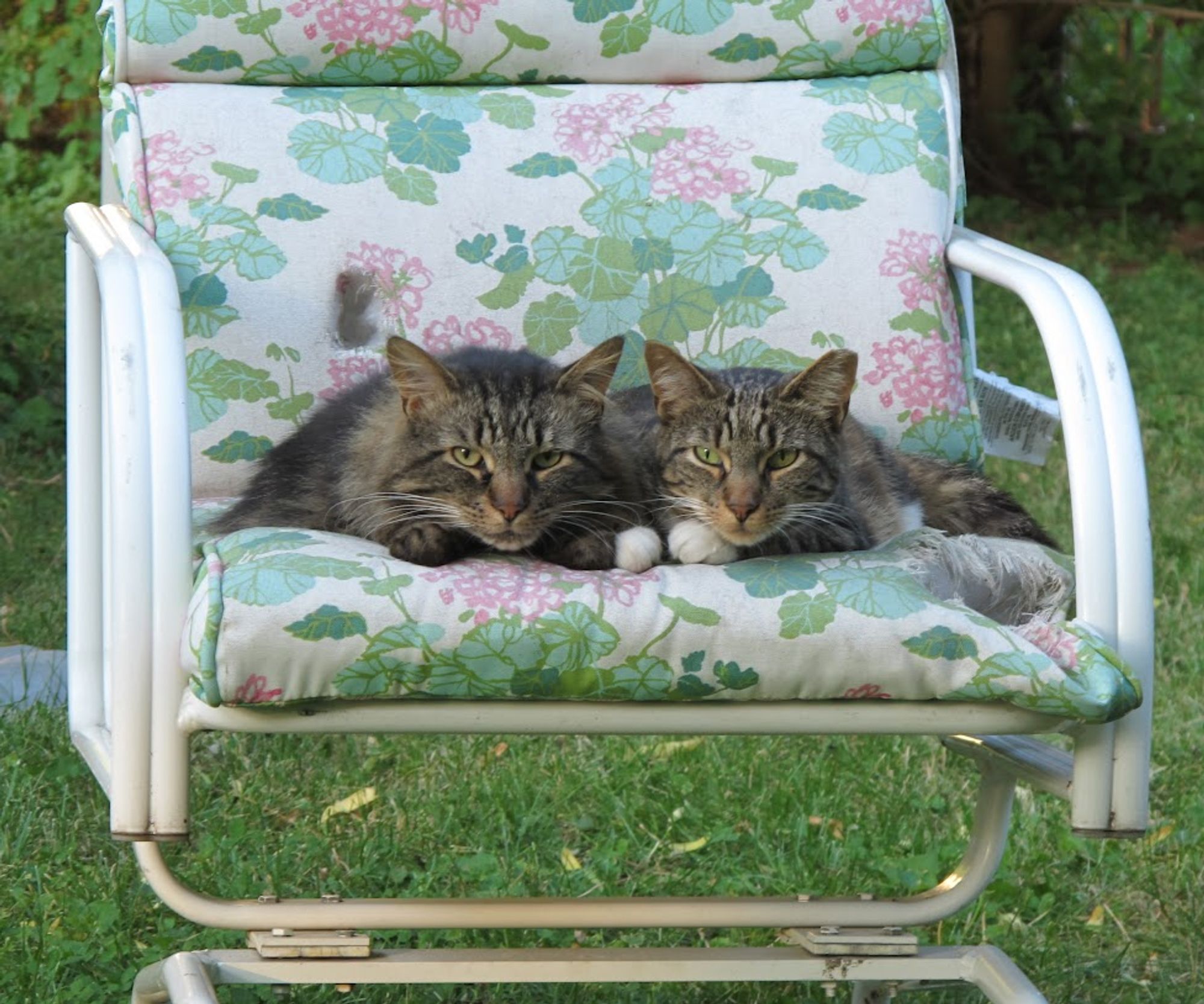 Two cats lying on lawn chair with flowered cushion.  One brown tabby maine coon and one brown tabby shorthair with white paws, bib, and ear tip.