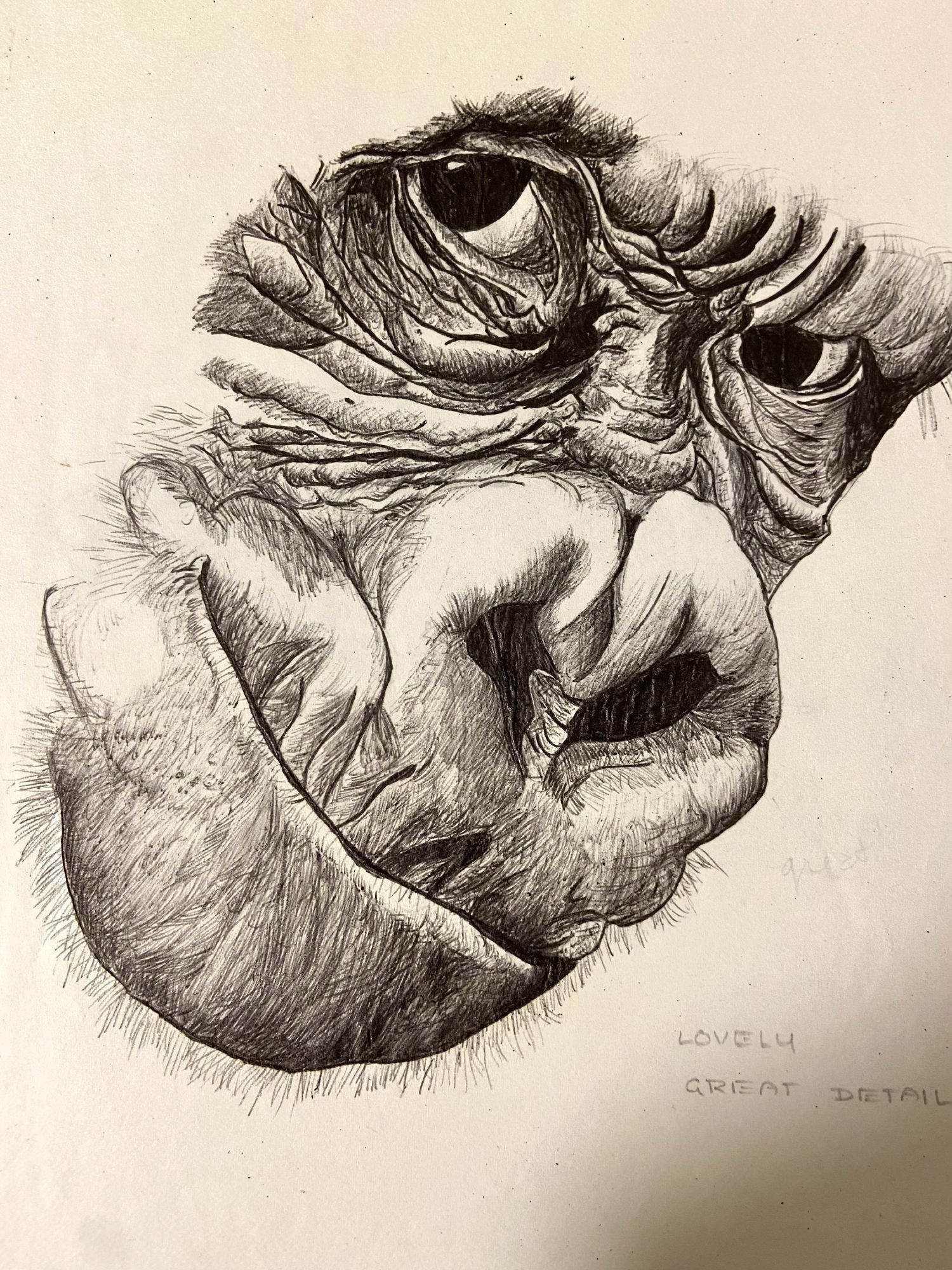 Ape from high school ink crosshatch