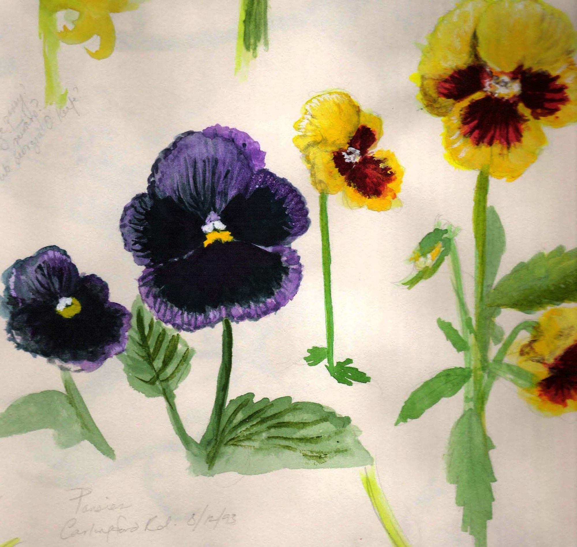 Pansies field sketch