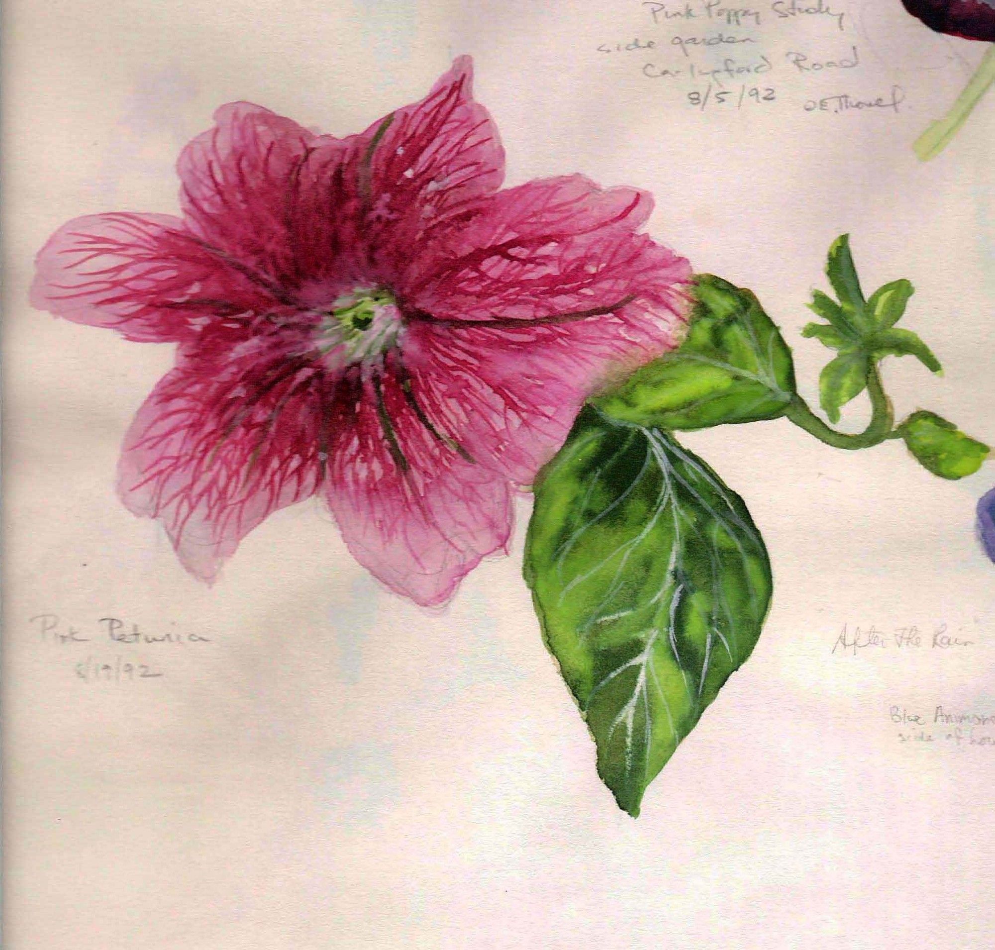 Pink Petunia field sketch