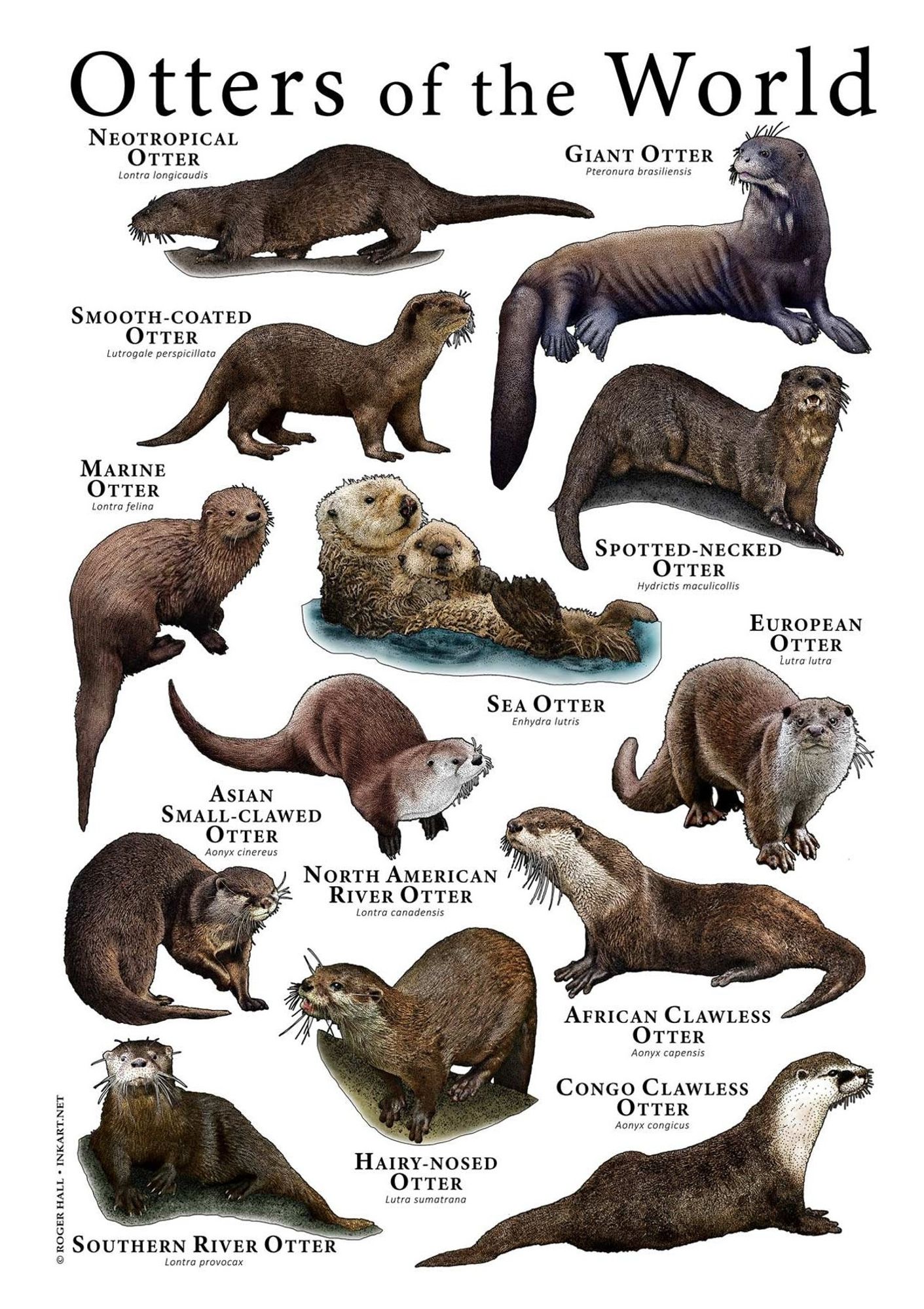 An image called "Otters of the World" showing all 13 species of otter