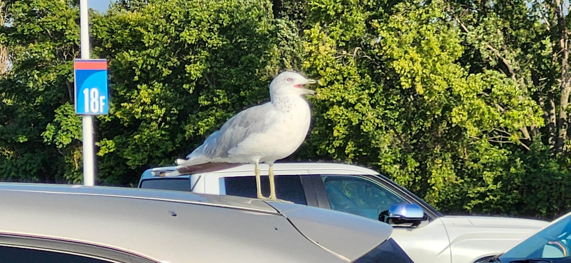 A seagull on top of a vehicle in a parking lot is panting due to the extreme heat.