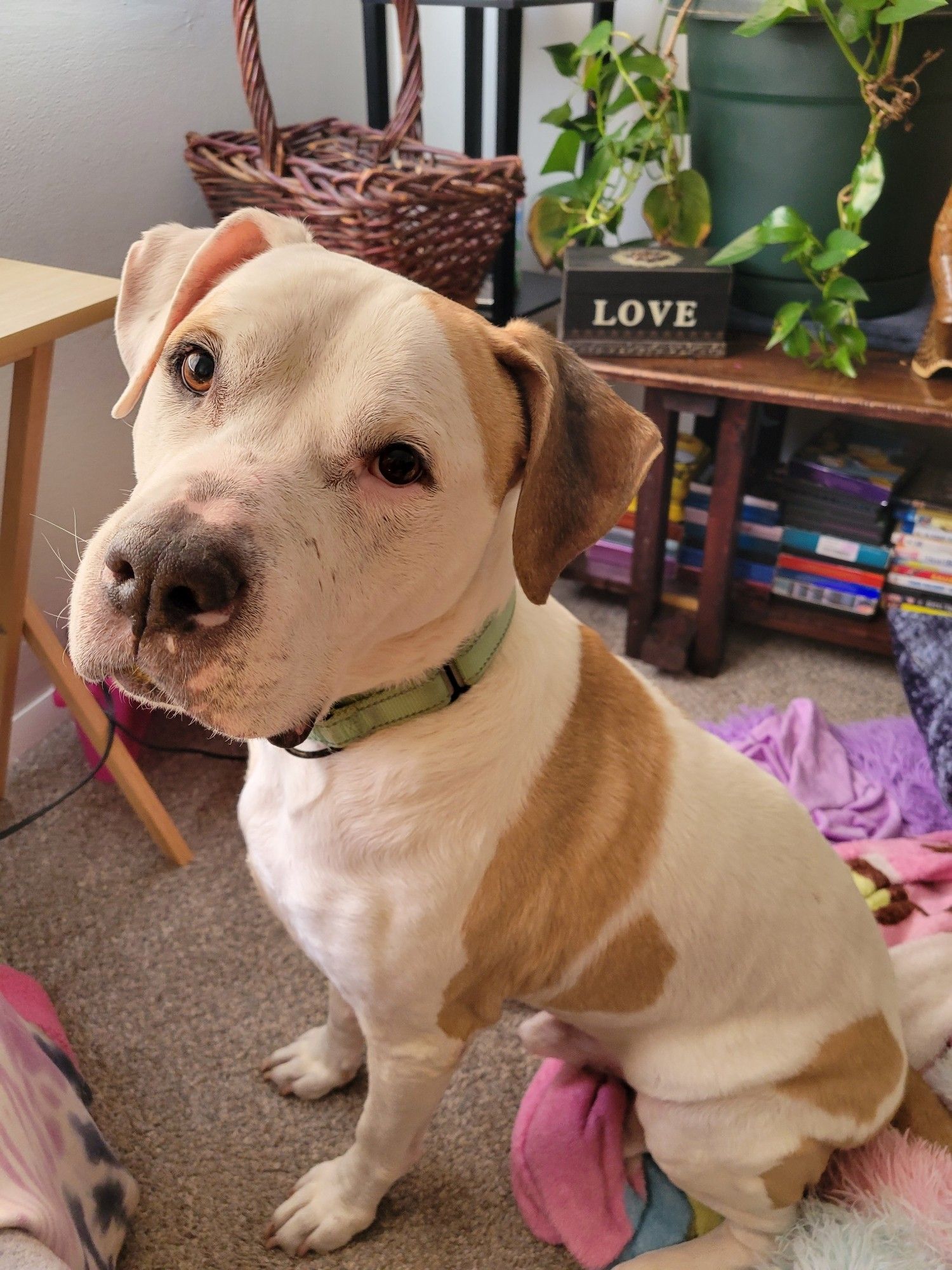 Picture of a 70 pound white dog with tan spots. He is sitting on his favorite blanket, which is on the floor.