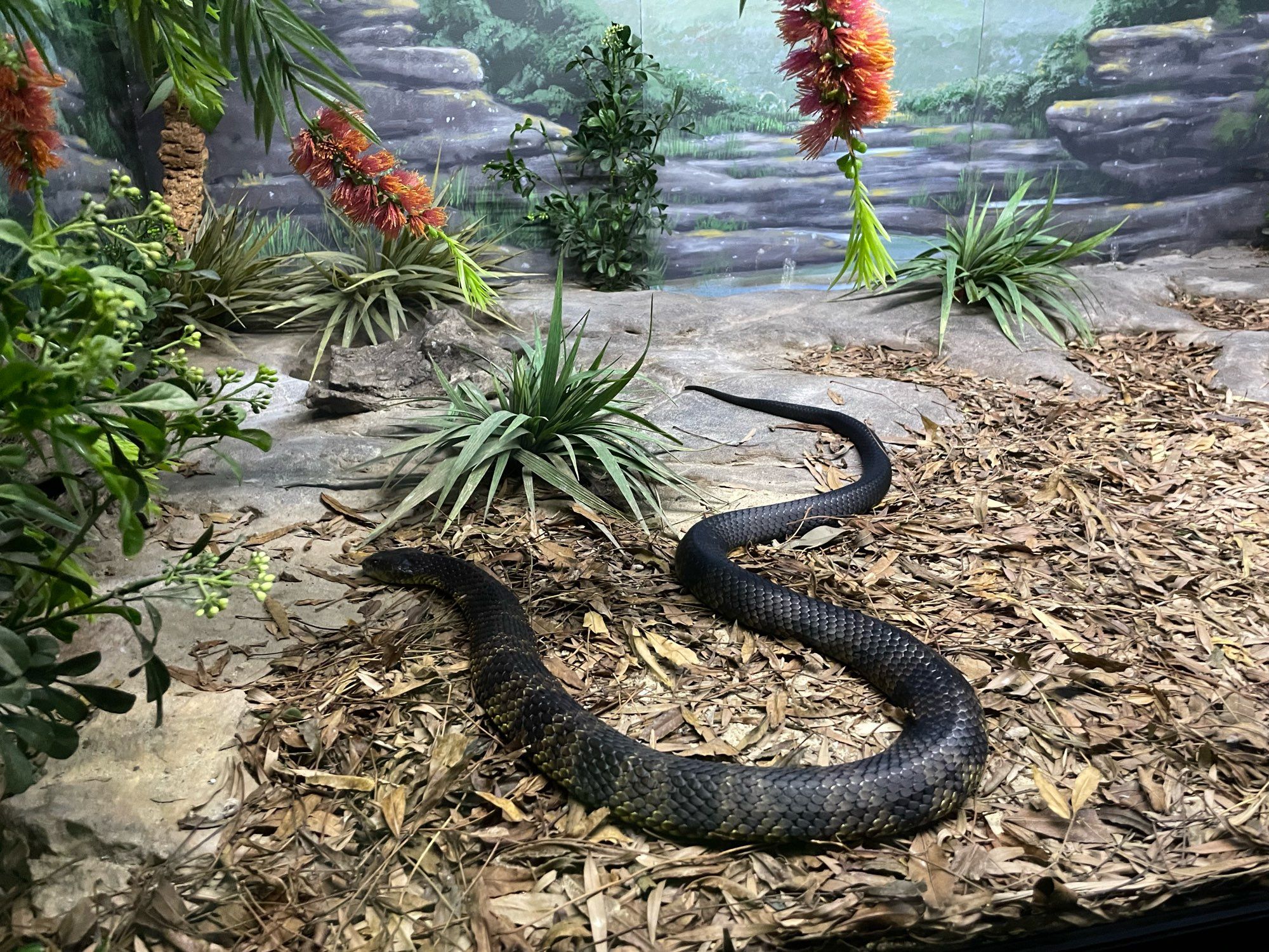 Un serpent tigre en captivité (vous ne craignez rien) 
Photo perso Australie 2023