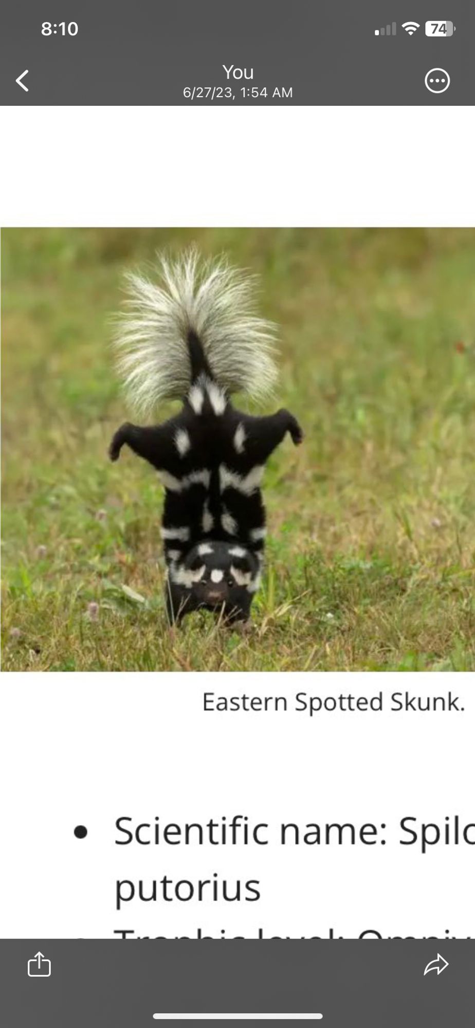 A photograph of an Eastern Spotted Skunk doing a warning handstand and looking SO CUTE UPSIDE DOWN.