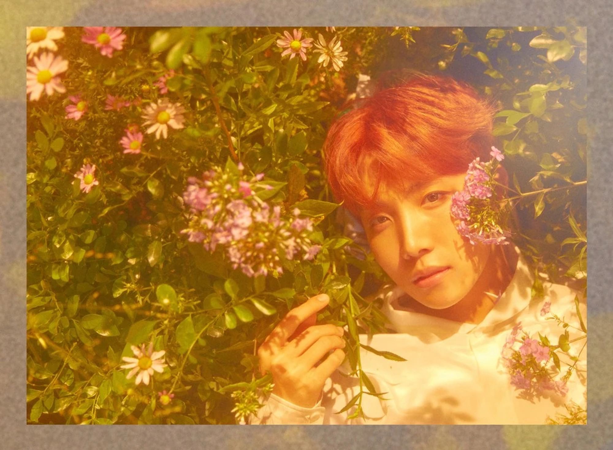 J-Hope from 2017 from Love Yourself:Her O Version. He's standing in a flower bush, green leaves and soft pink petals everywhere. The whole image illuminated in orange light