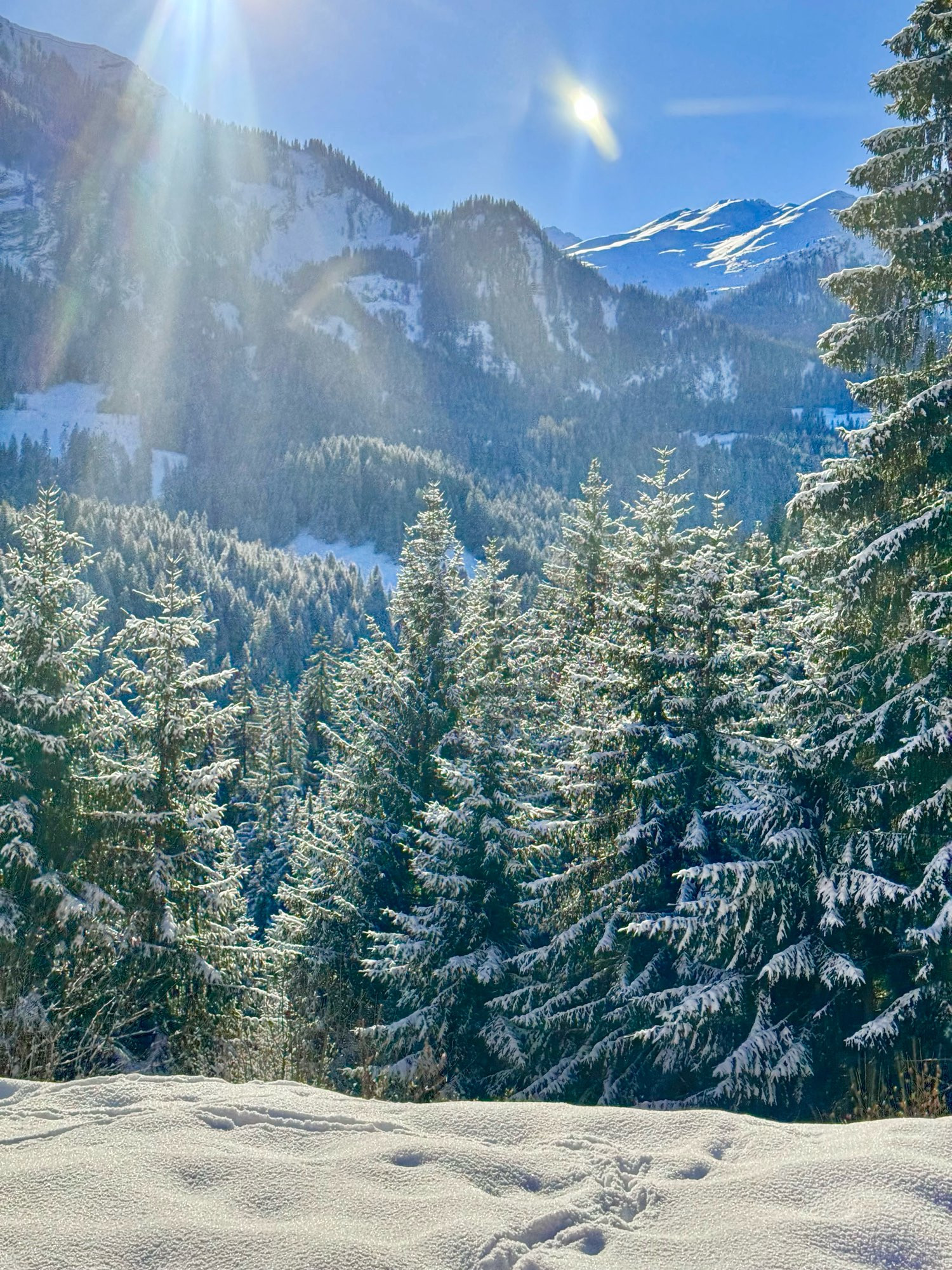 Montagnes suisses : des sapins et de la neige