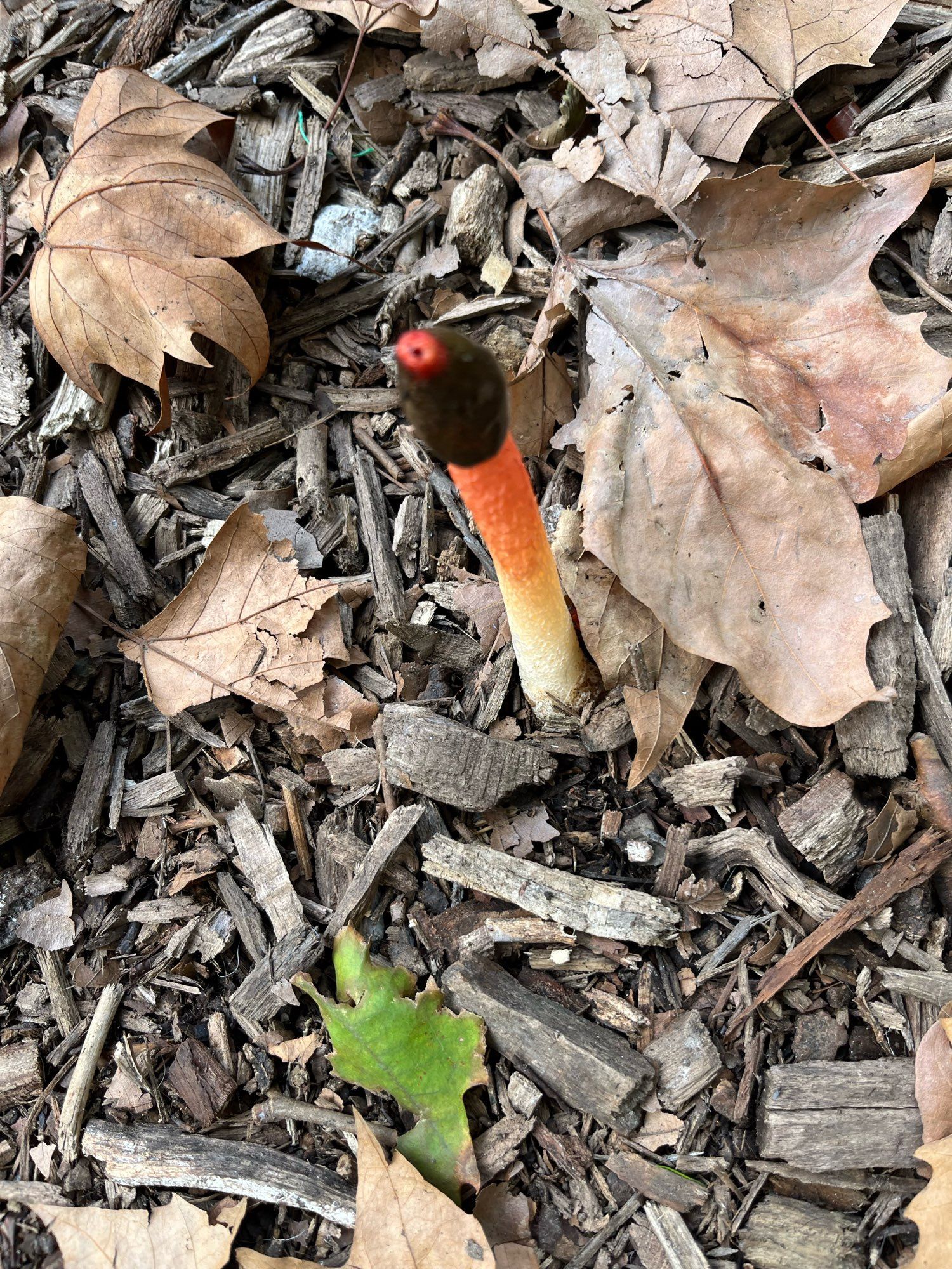 an orange and white mushroom with a black tip with a pink/red hole that looks glanslike