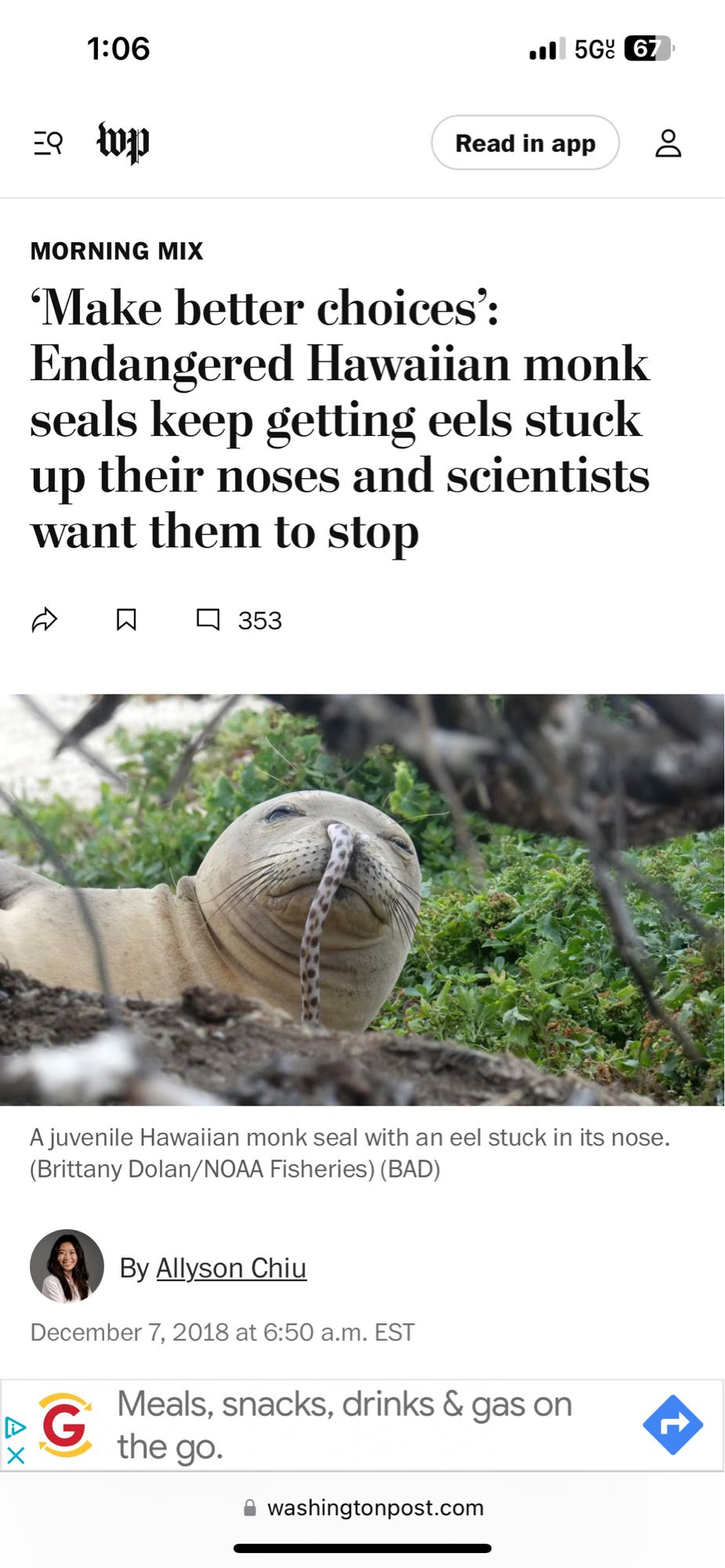 Washington Post
MORNING MIX
Make better choices':
Endangered Hawaiian monk seals keep getting eels stuck up their noses and scientists want them to stop

pic of a cute lil seal with a spotted eel up its nose