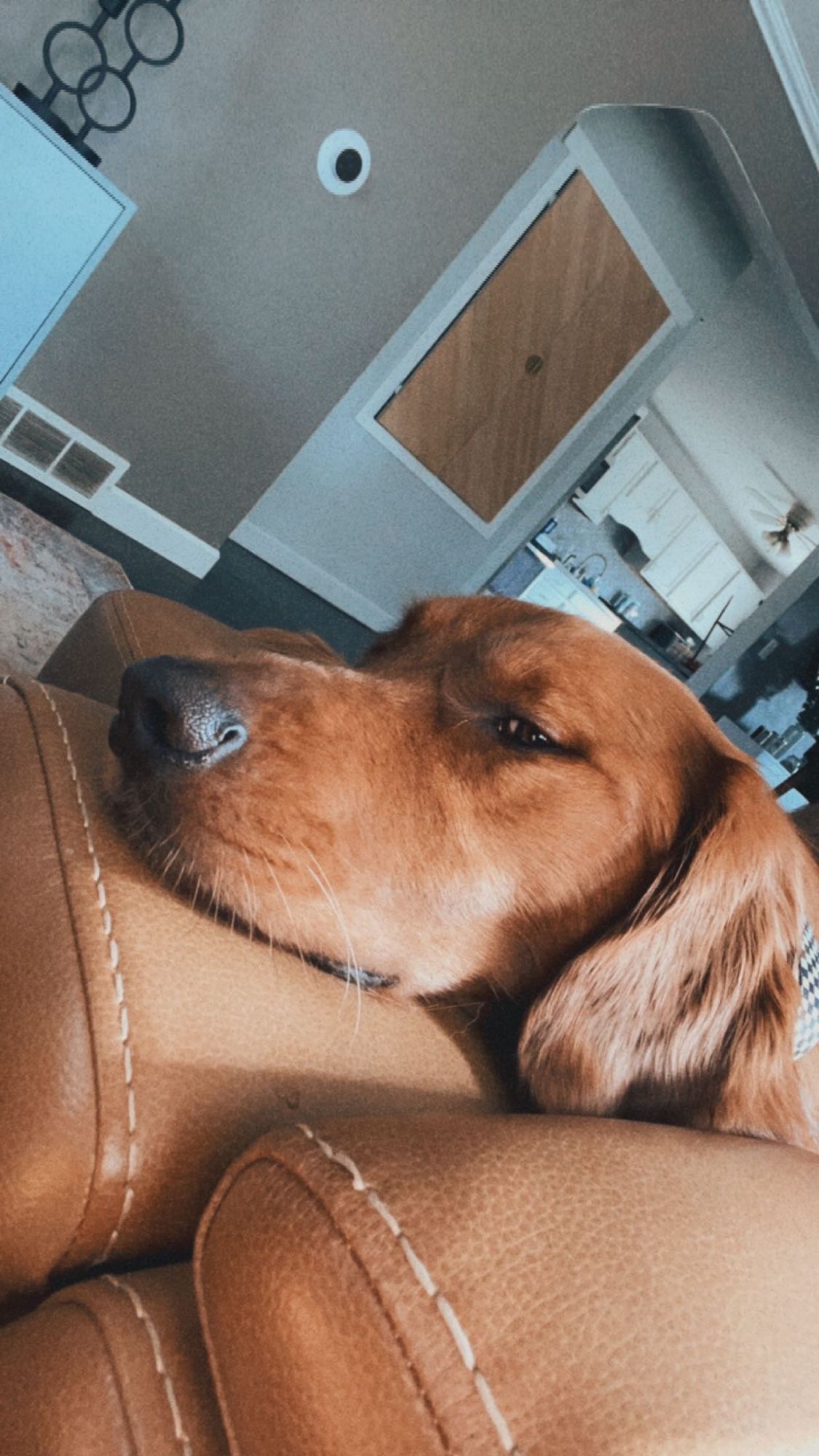 Sleepy golden retriever on the couch.