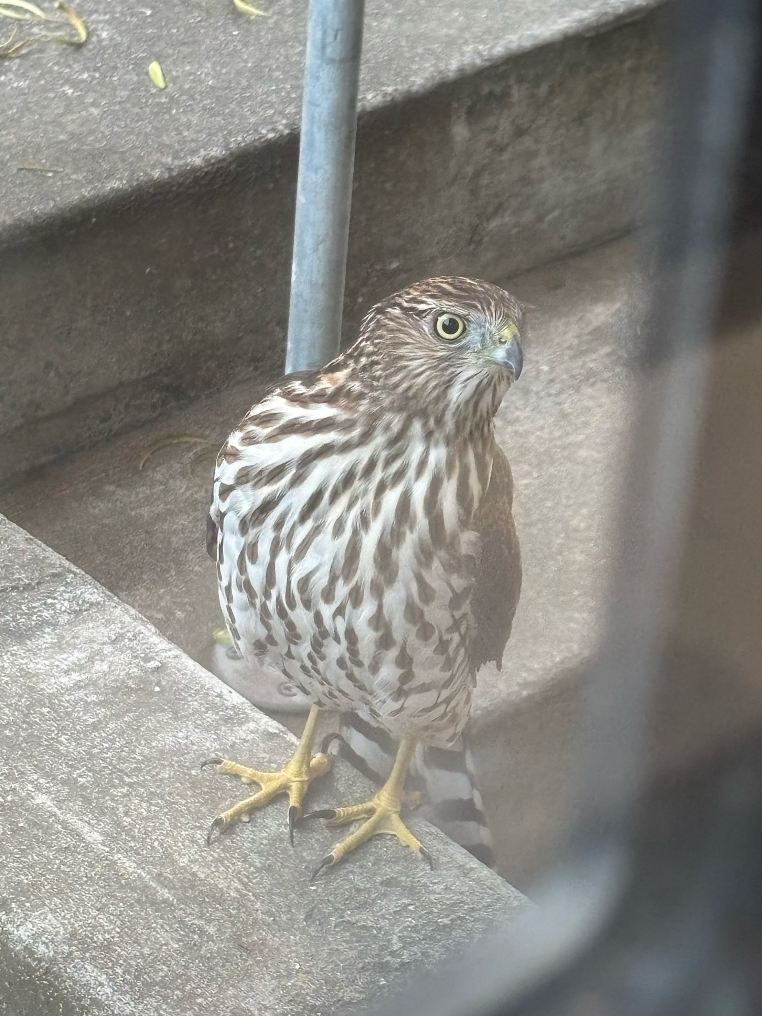 A young Cooper’s Hawk stands on a concrete step, looking around curiously. The photo is clearly shot through a front window.