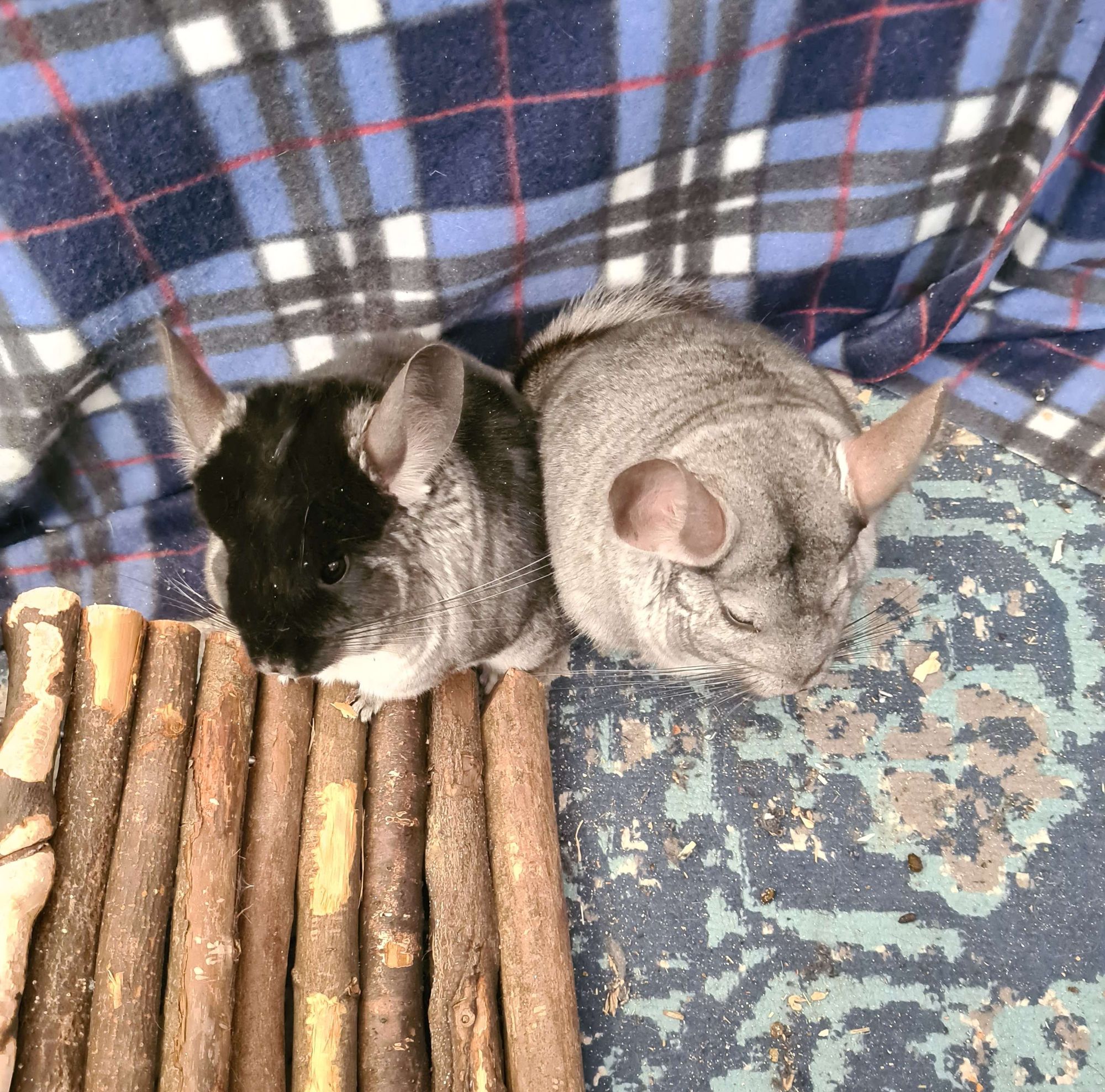 Twi chinchillas sitting together on a blue patterned carpet in their playpen. The one on the left is a black velvet chinchilla named Kali, and the one on the right is a standard grey named Squish. They are both cute.