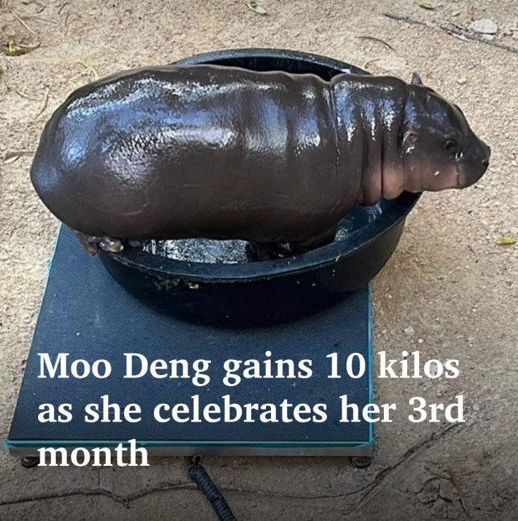 Moo Deng gains 10 kilos as she celebrates her 3rd month