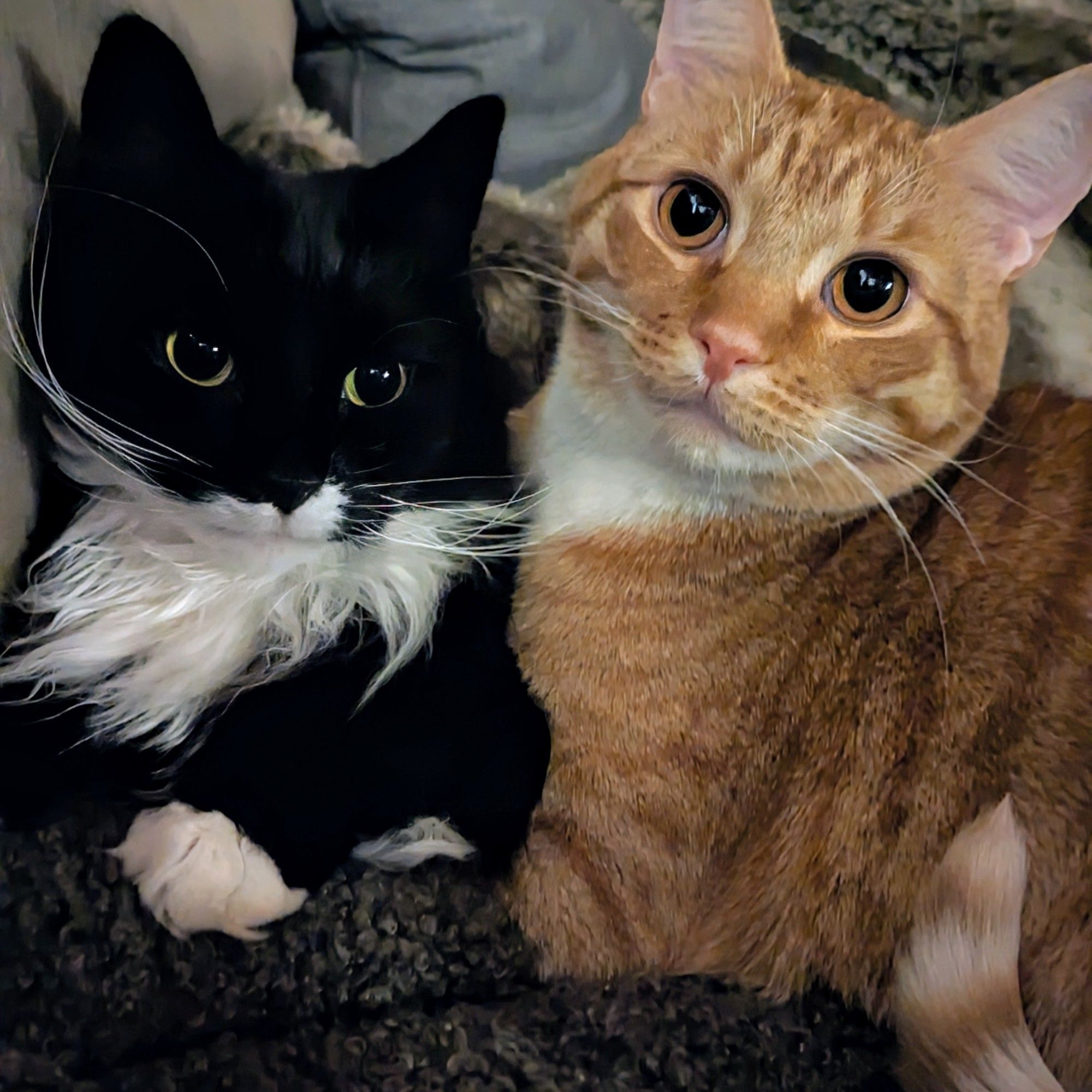 Two cats. On the left, a black kitty with green eyes and a white beard with white paws. On the right, an orange tabby cat with golden eyes.