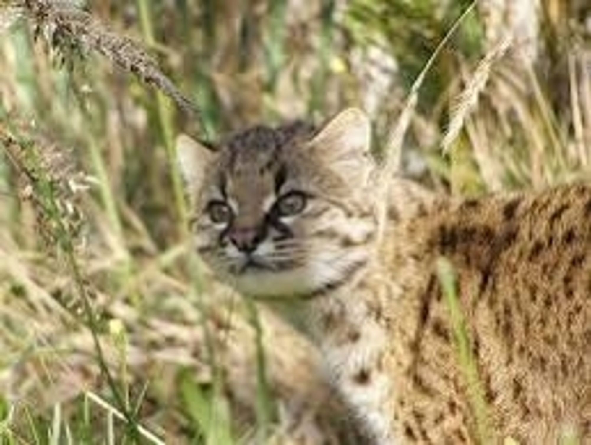 A kodkod standing in high grass