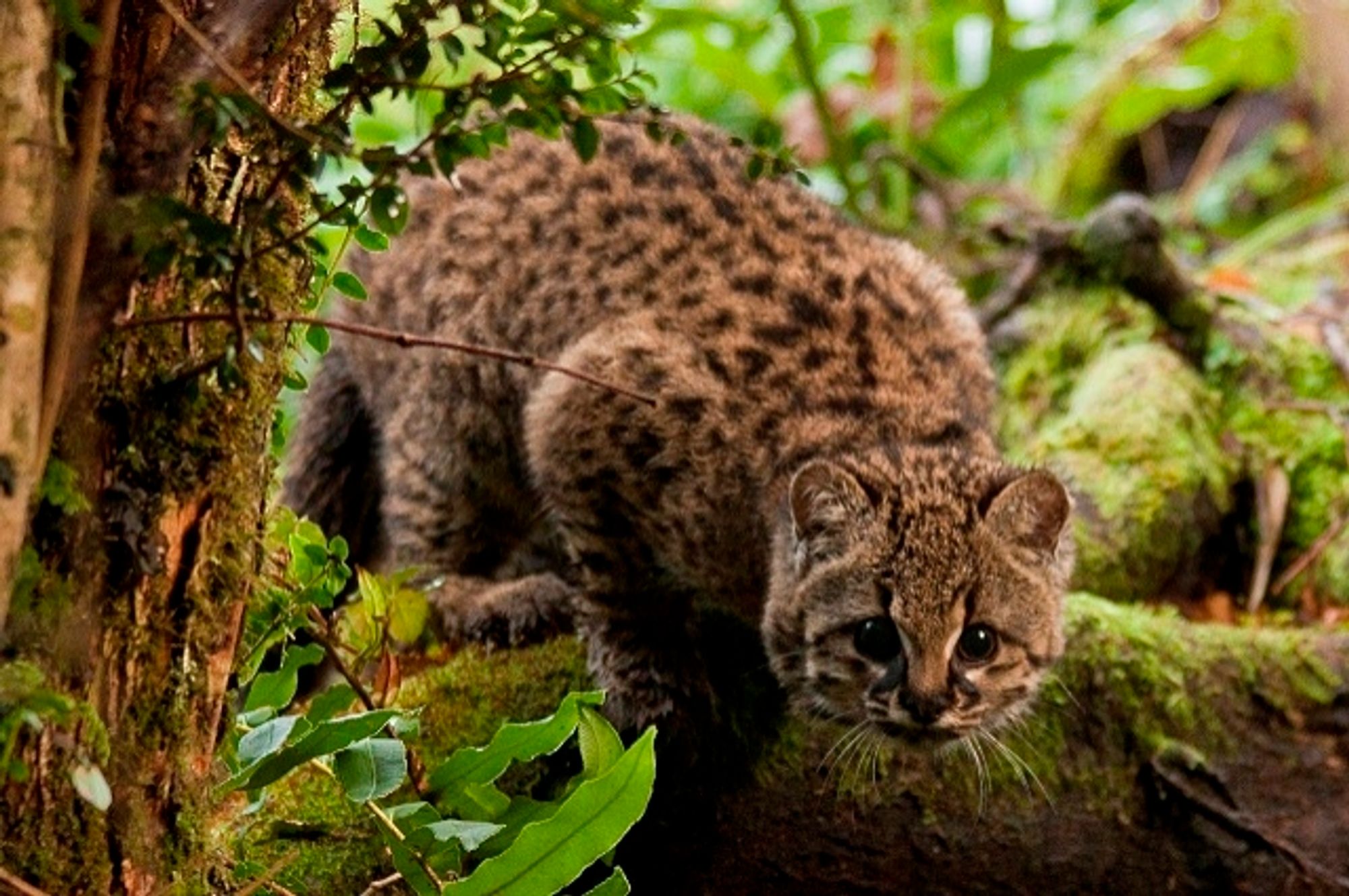 A kodkod in a rainforest