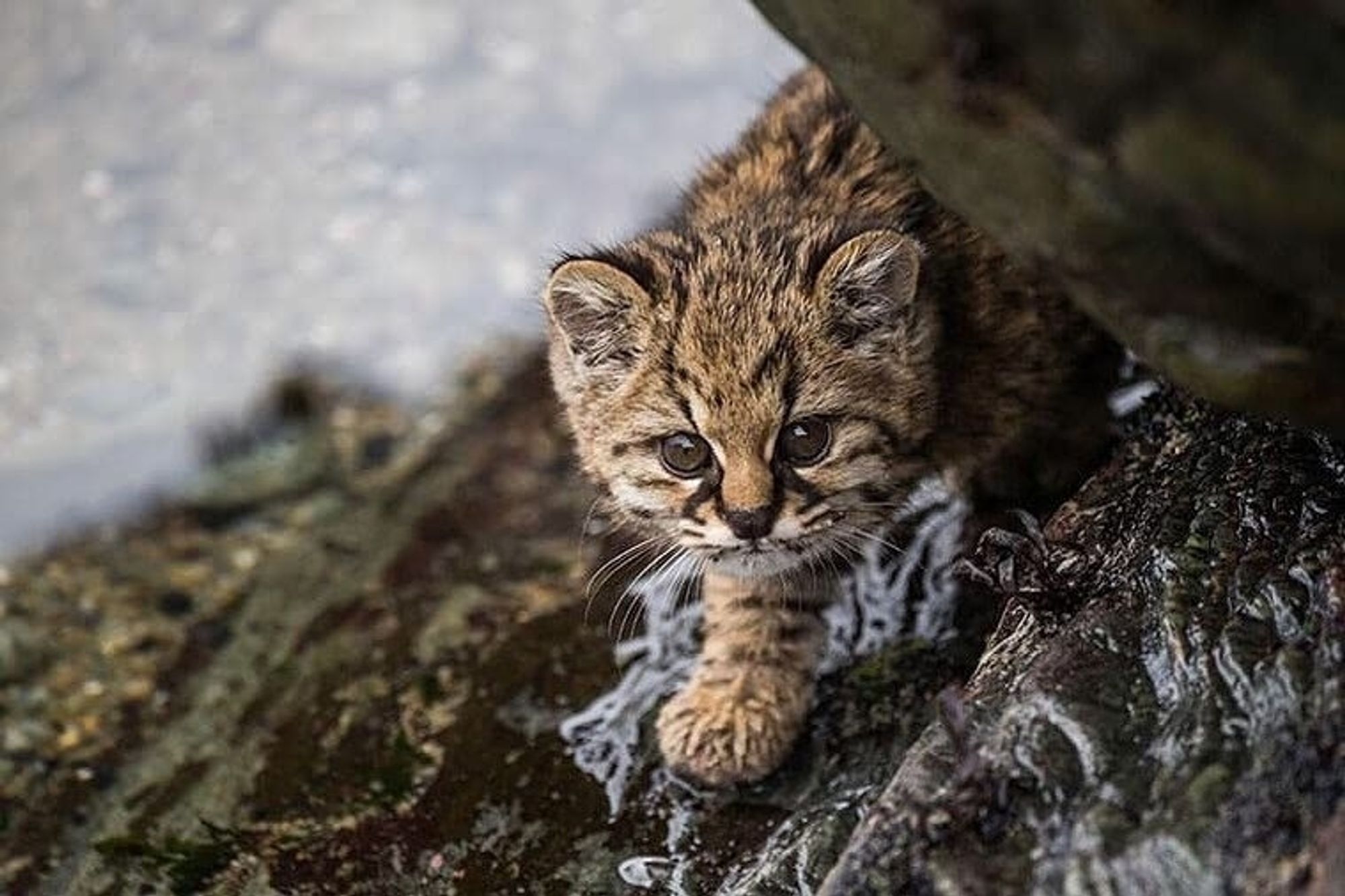 A kodkod on a snowy rock